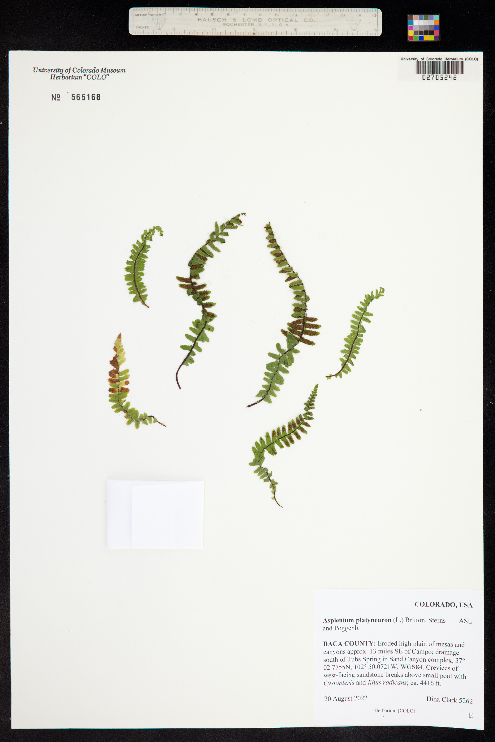 Asplenium platyneuron image