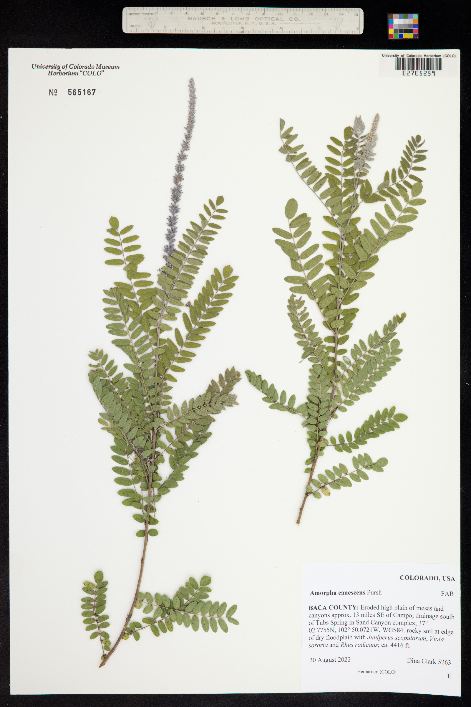 Amorpha canescens image