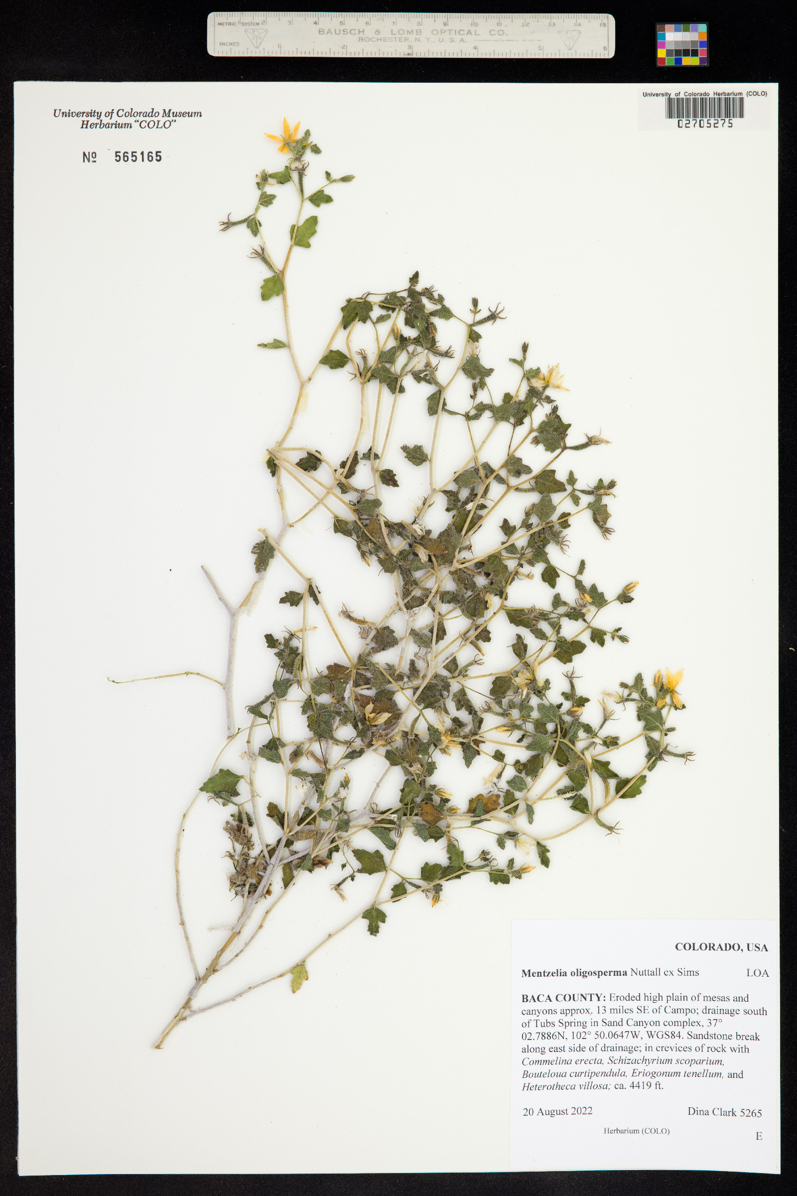 Mentzelia oligosperma image