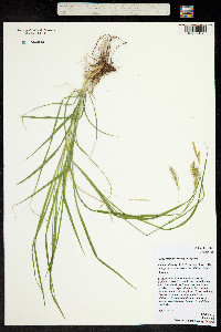 Carex sprengelii image