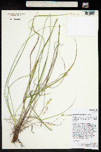 Carex sprengelii image