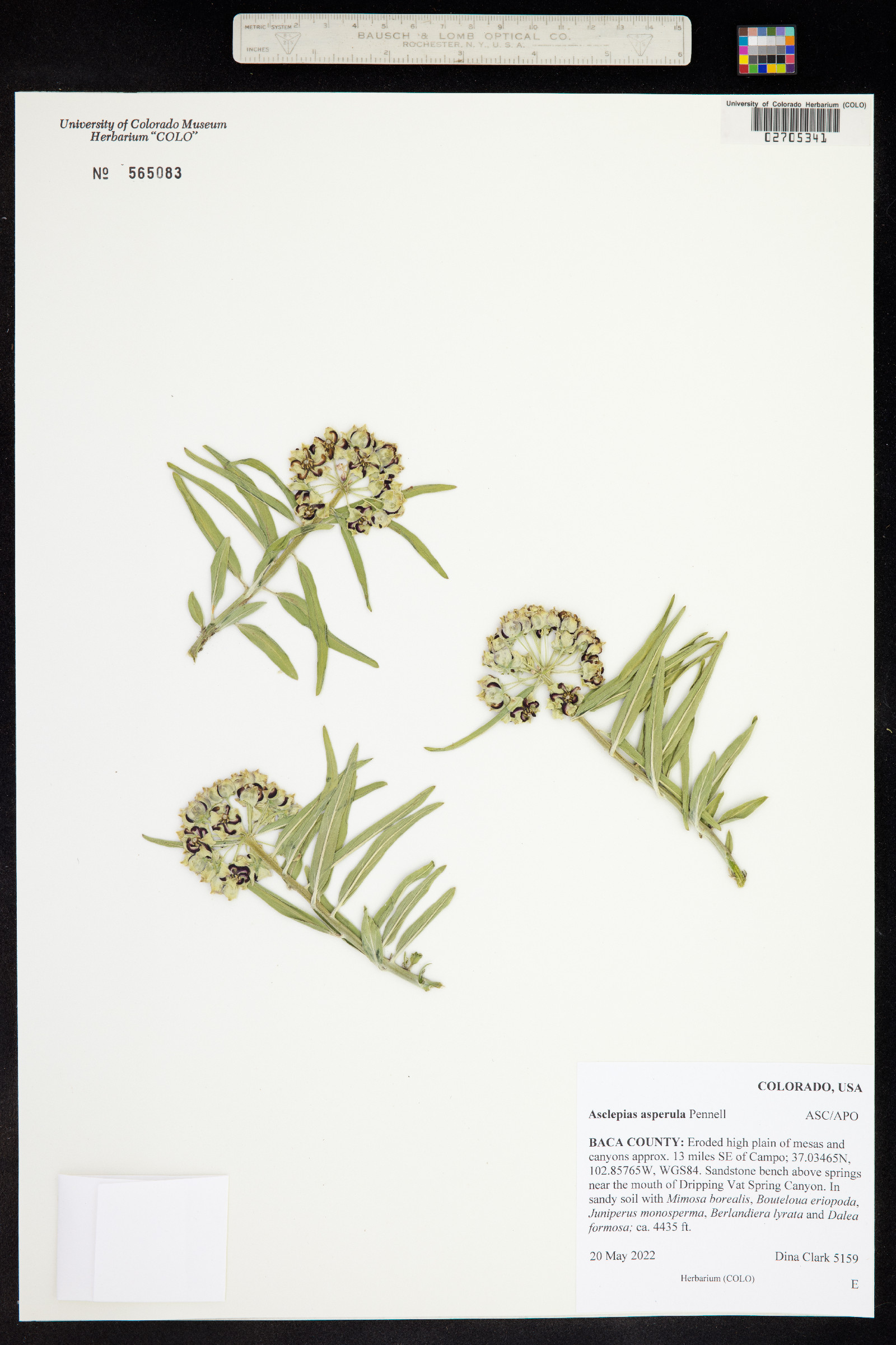 Asclepias asperula image