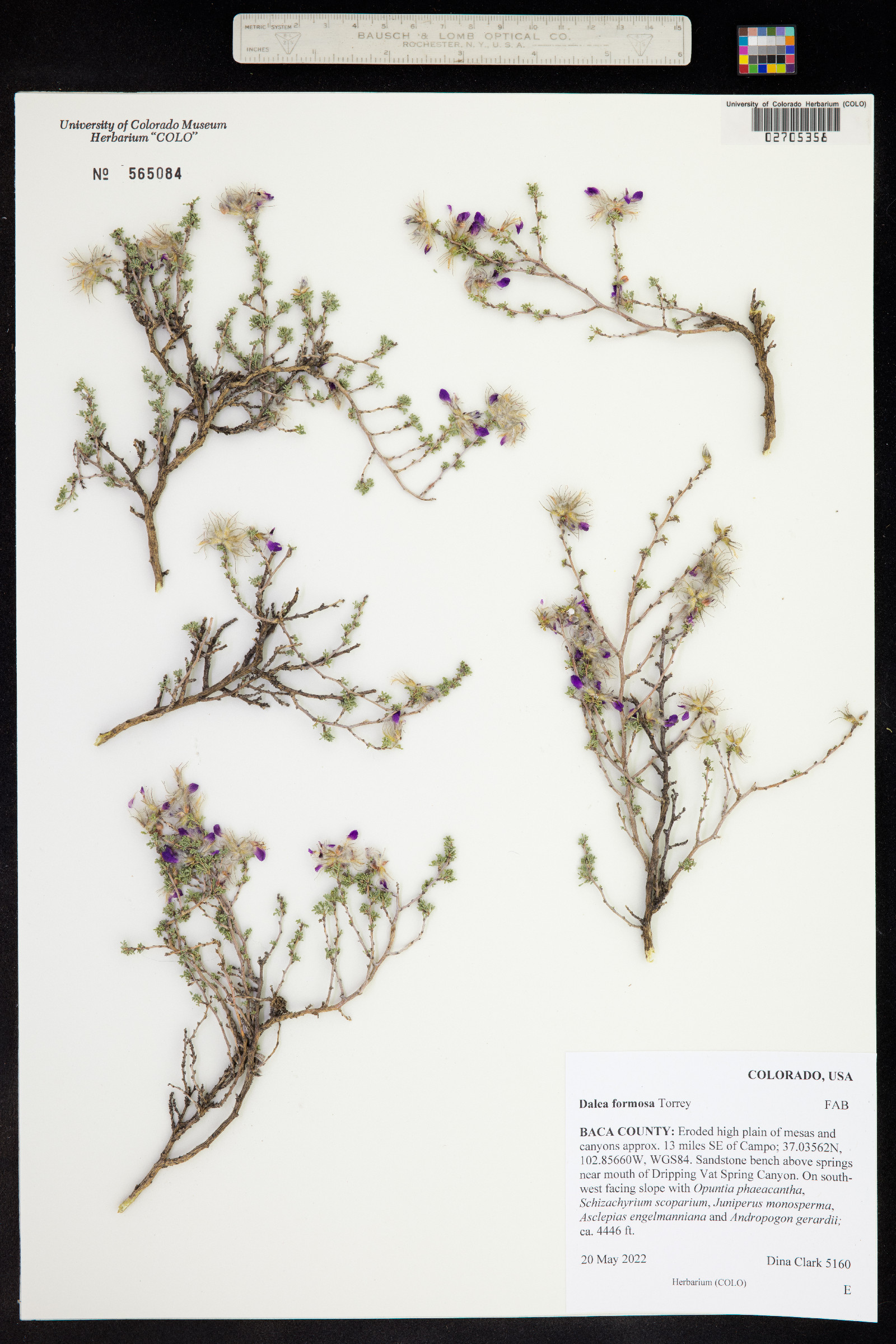 Dalea formosa image