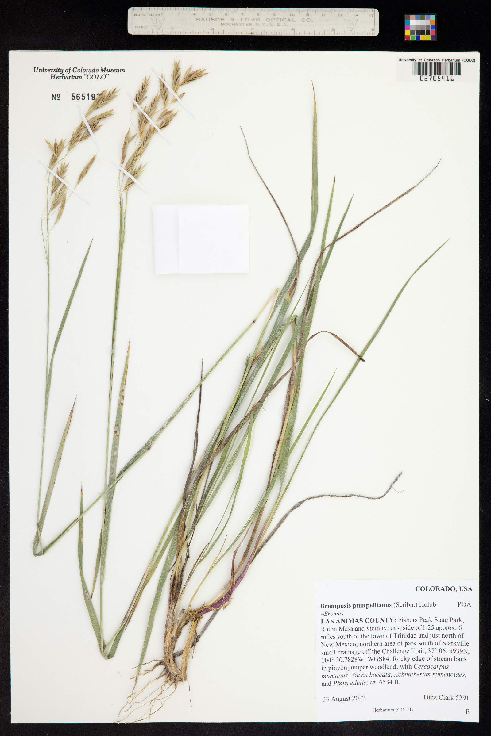Bromus pumpellianus image
