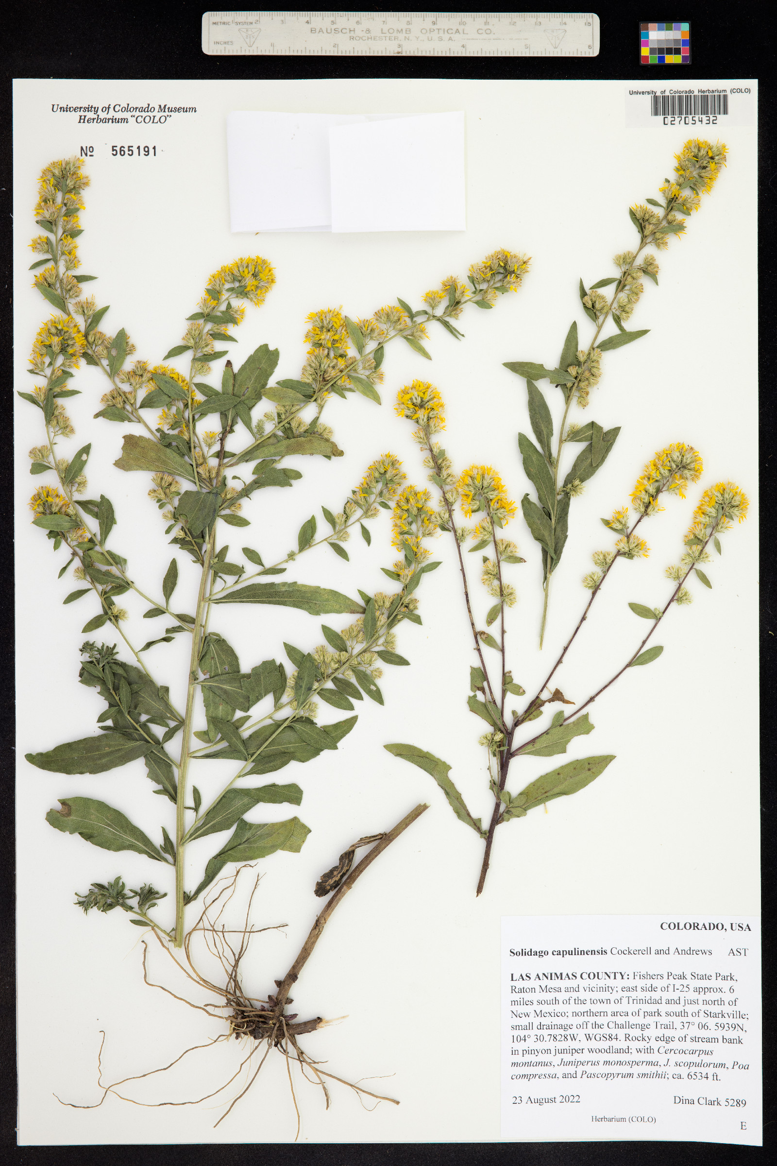 Solidago capulinensis image