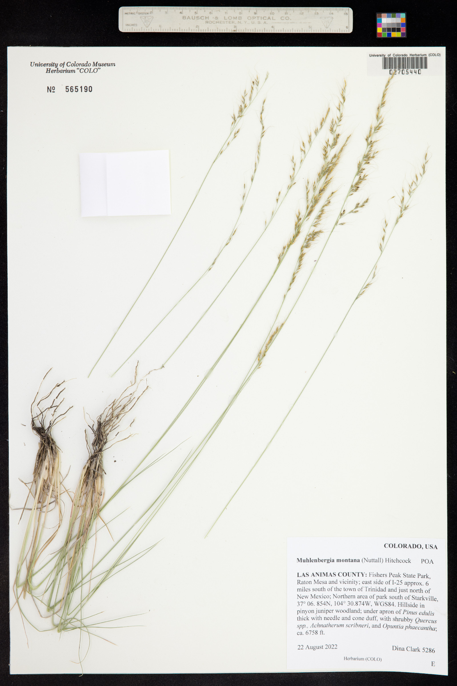 Muhlenbergia montana image