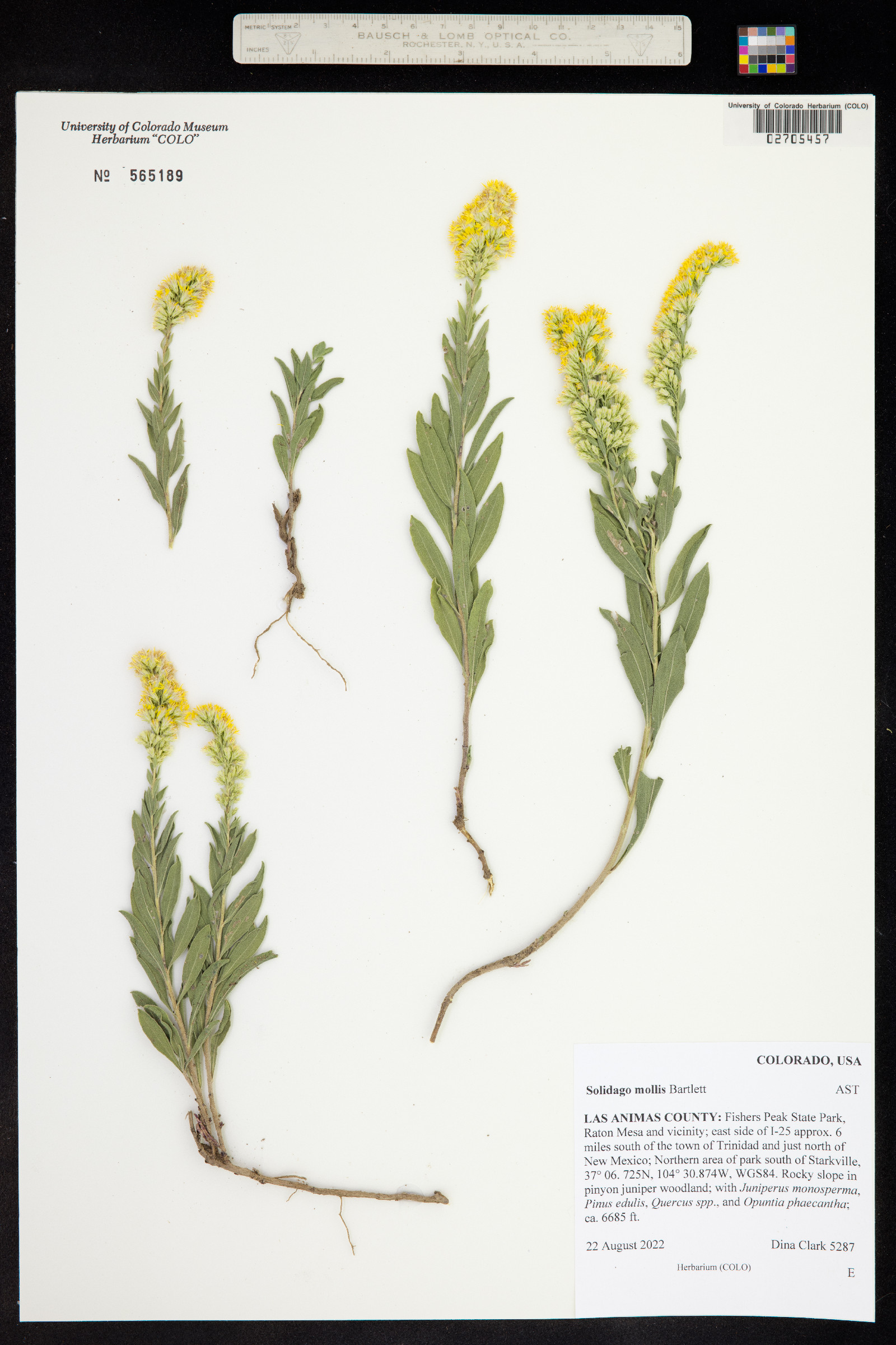 Solidago mollis image