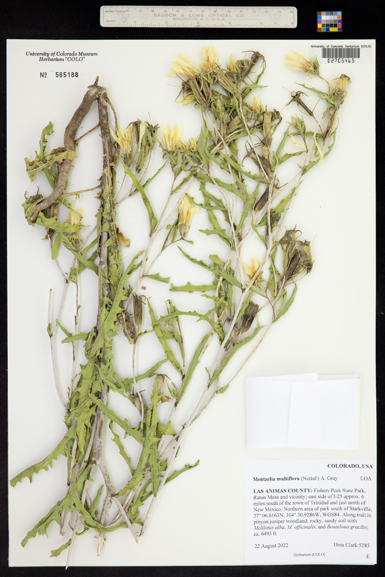 Mentzelia multiflora var. multiflora image