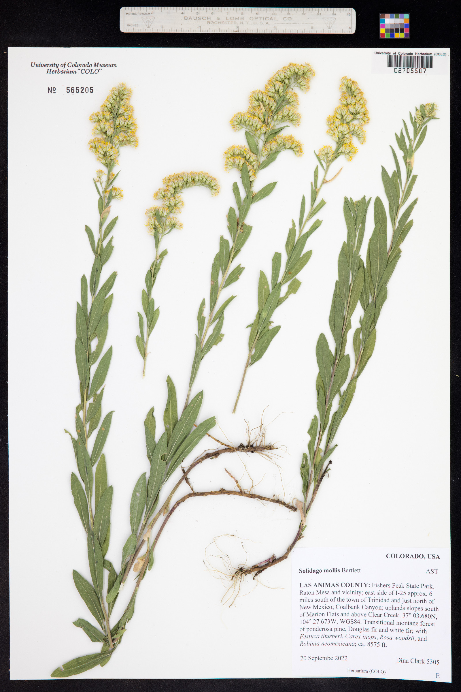 Solidago mollis image