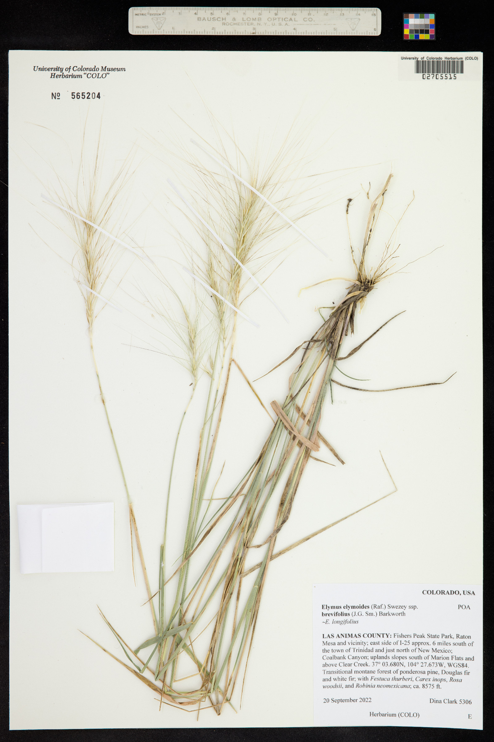 Elymus elymoides ssp. brevifolius image