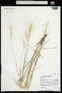 Elymus elymoides image