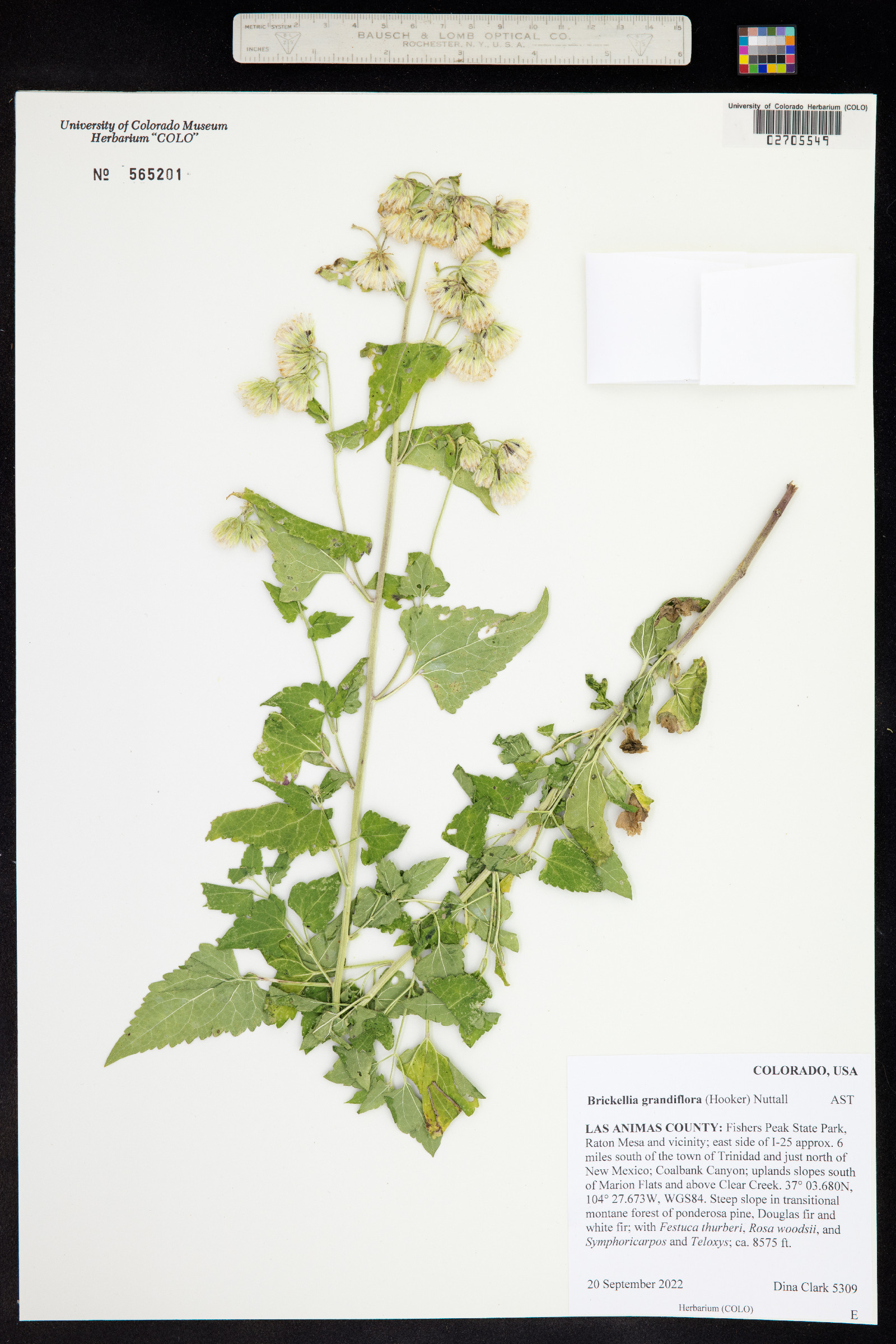 Brickellia grandiflora image