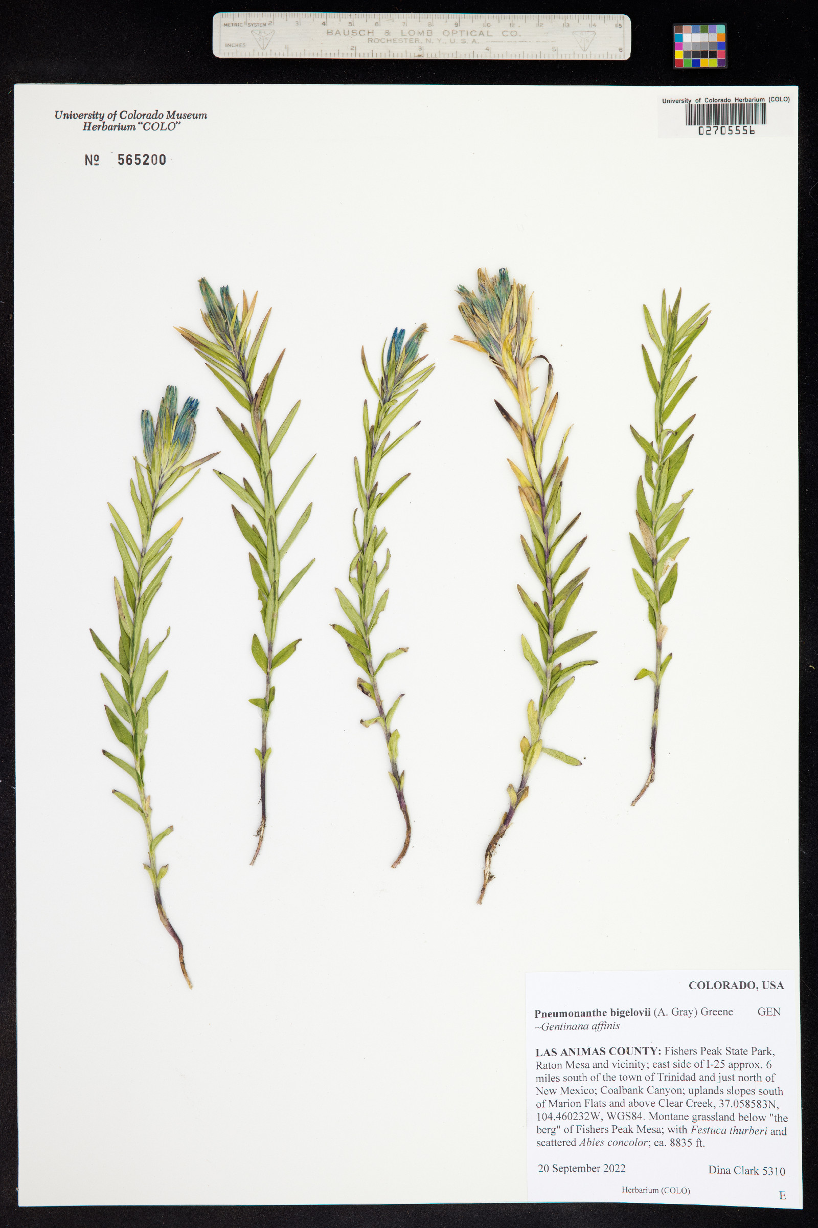 Gentiana affinis image