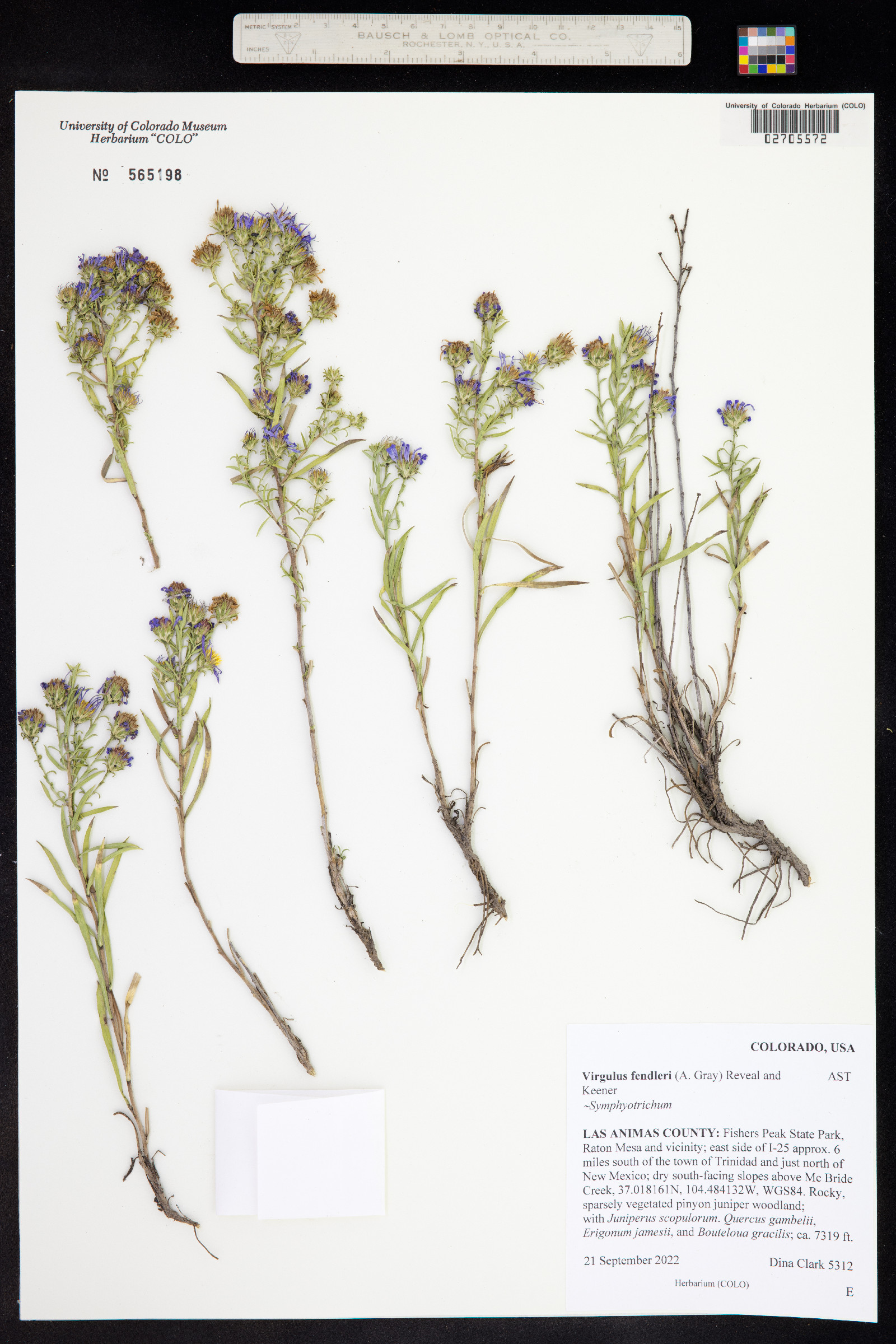 Symphyotrichum fendleri image