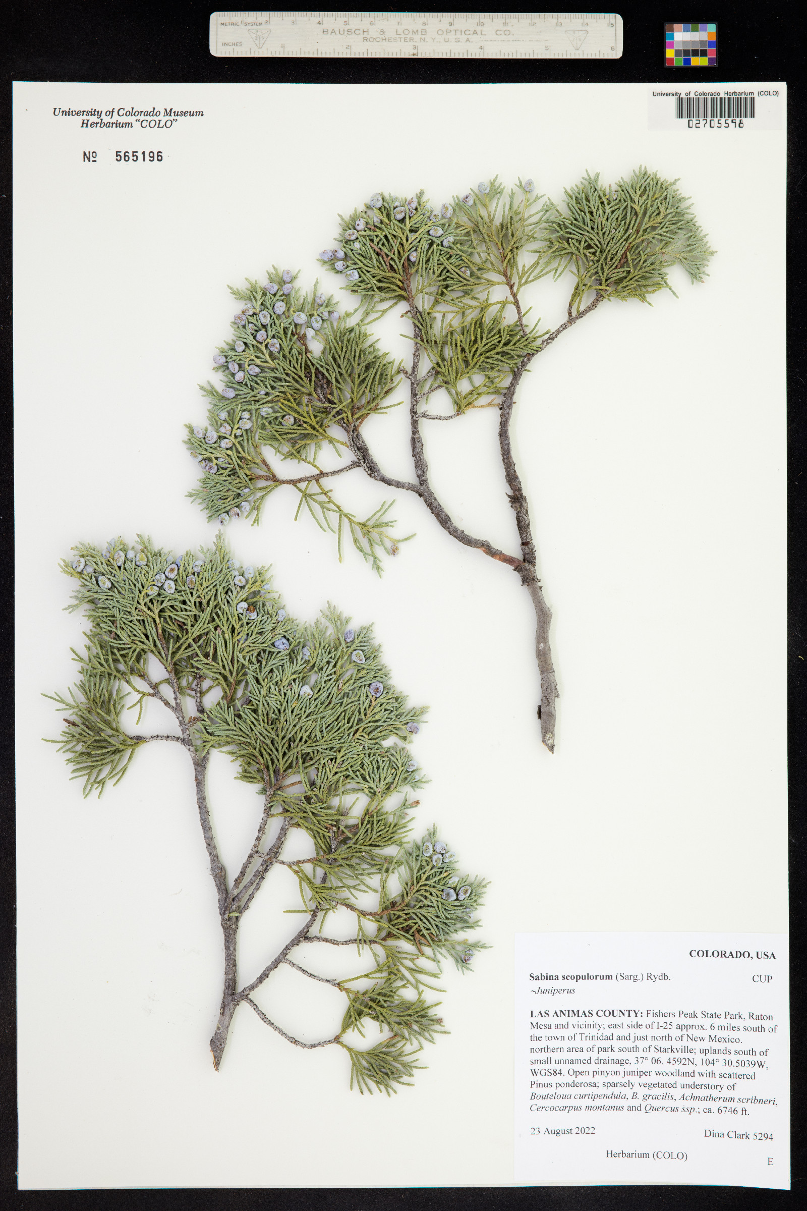 Juniperus scopulorum image