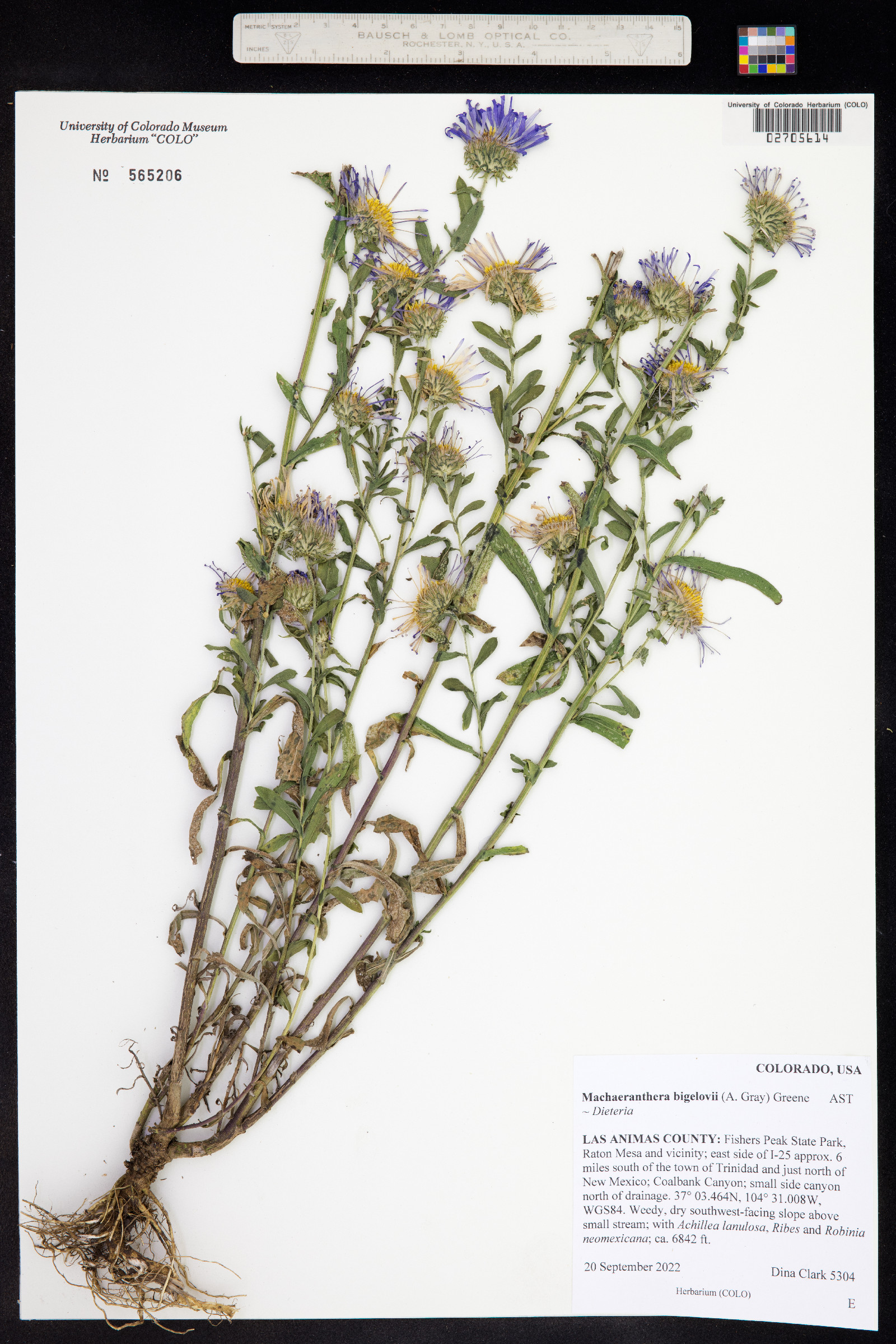 Machaeranthera bigelovii image