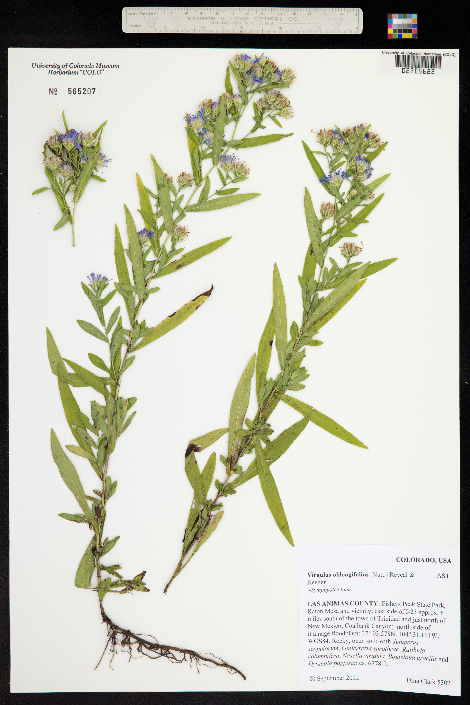 Symphyotrichum oblongifolium image