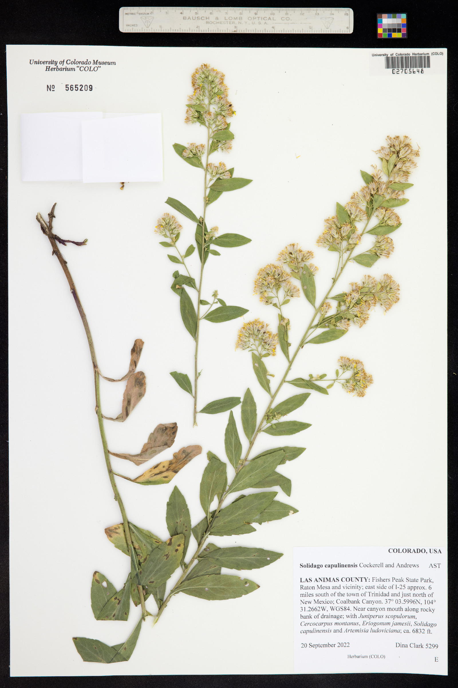 Solidago capulinensis image