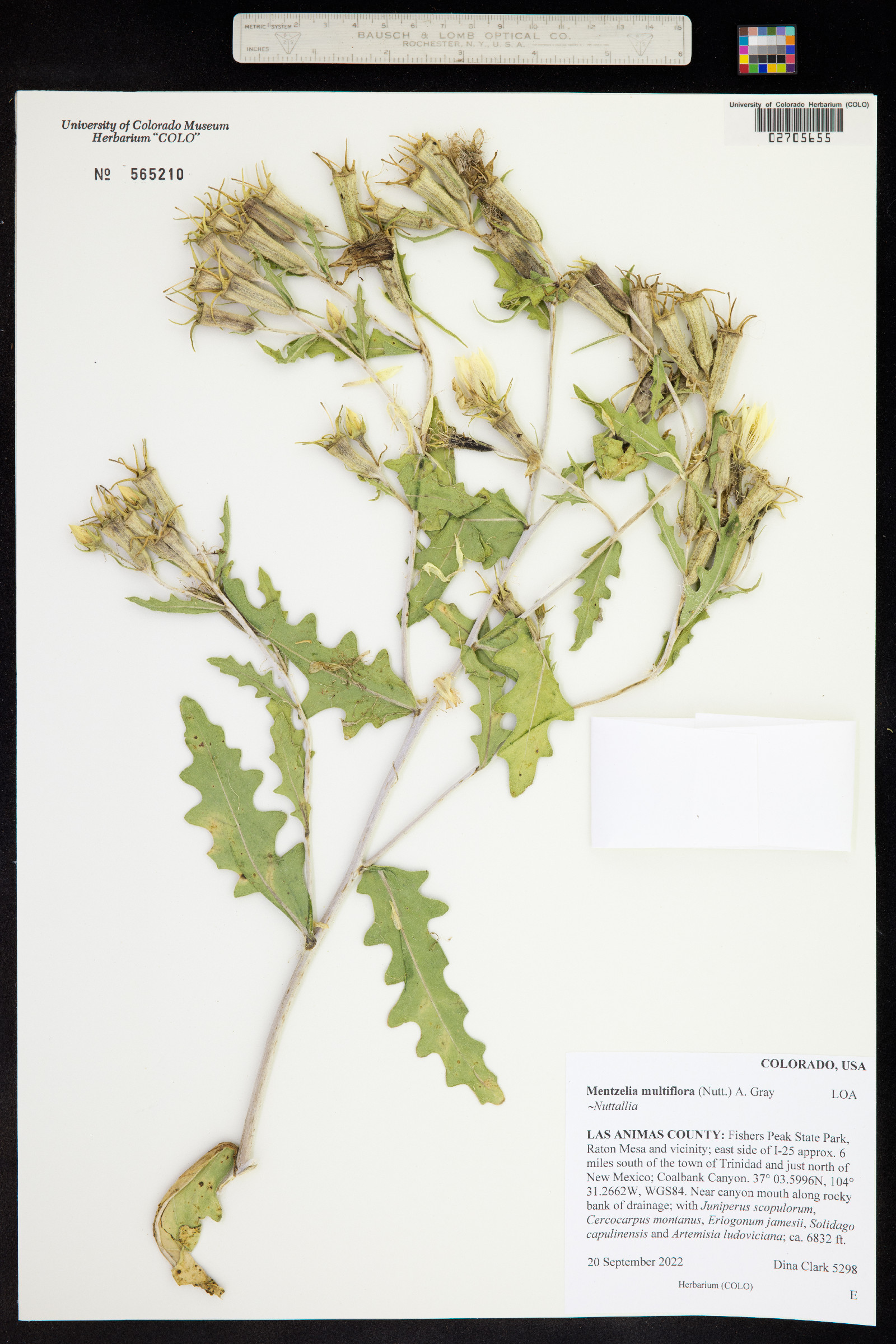 Mentzelia multiflora var. multiflora image