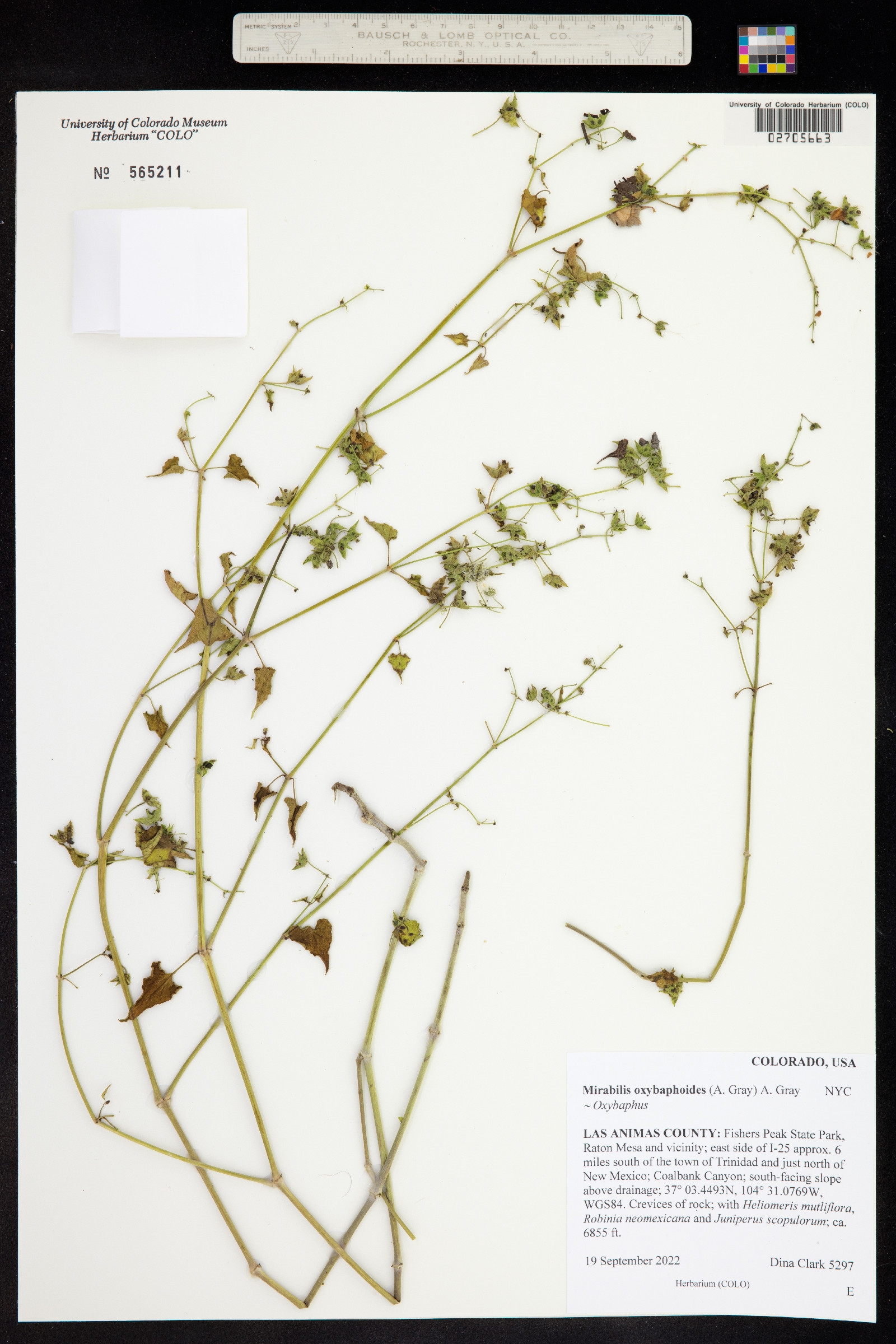 Mirabilis oxybaphoides image