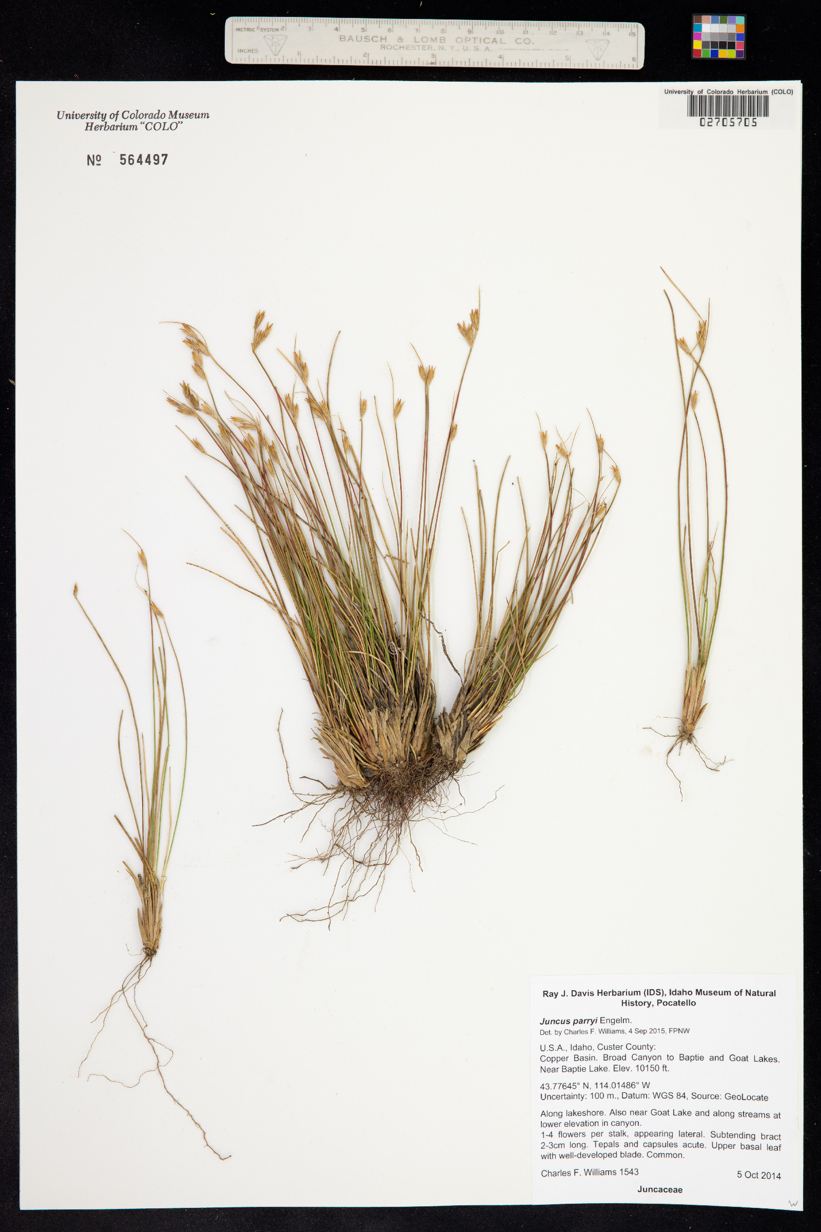 Juncus parryi image