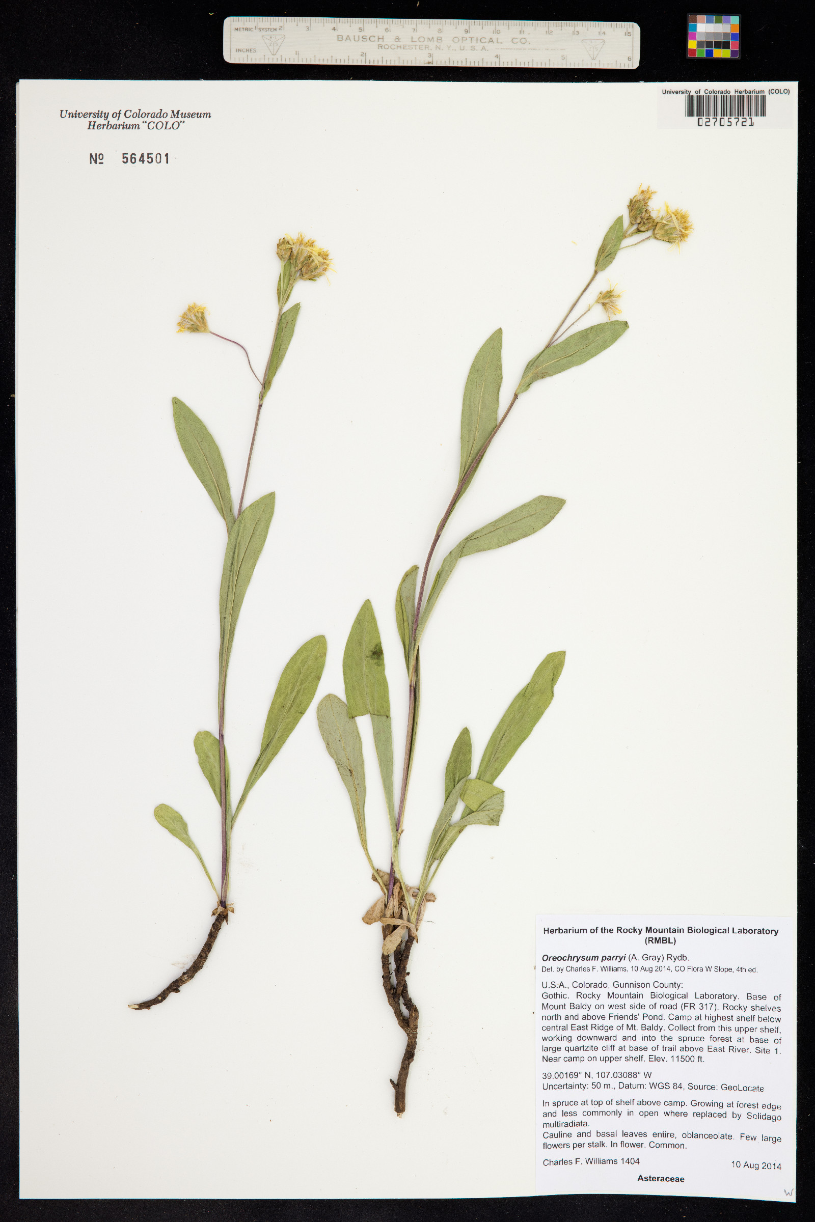 Oreochrysum parryi image