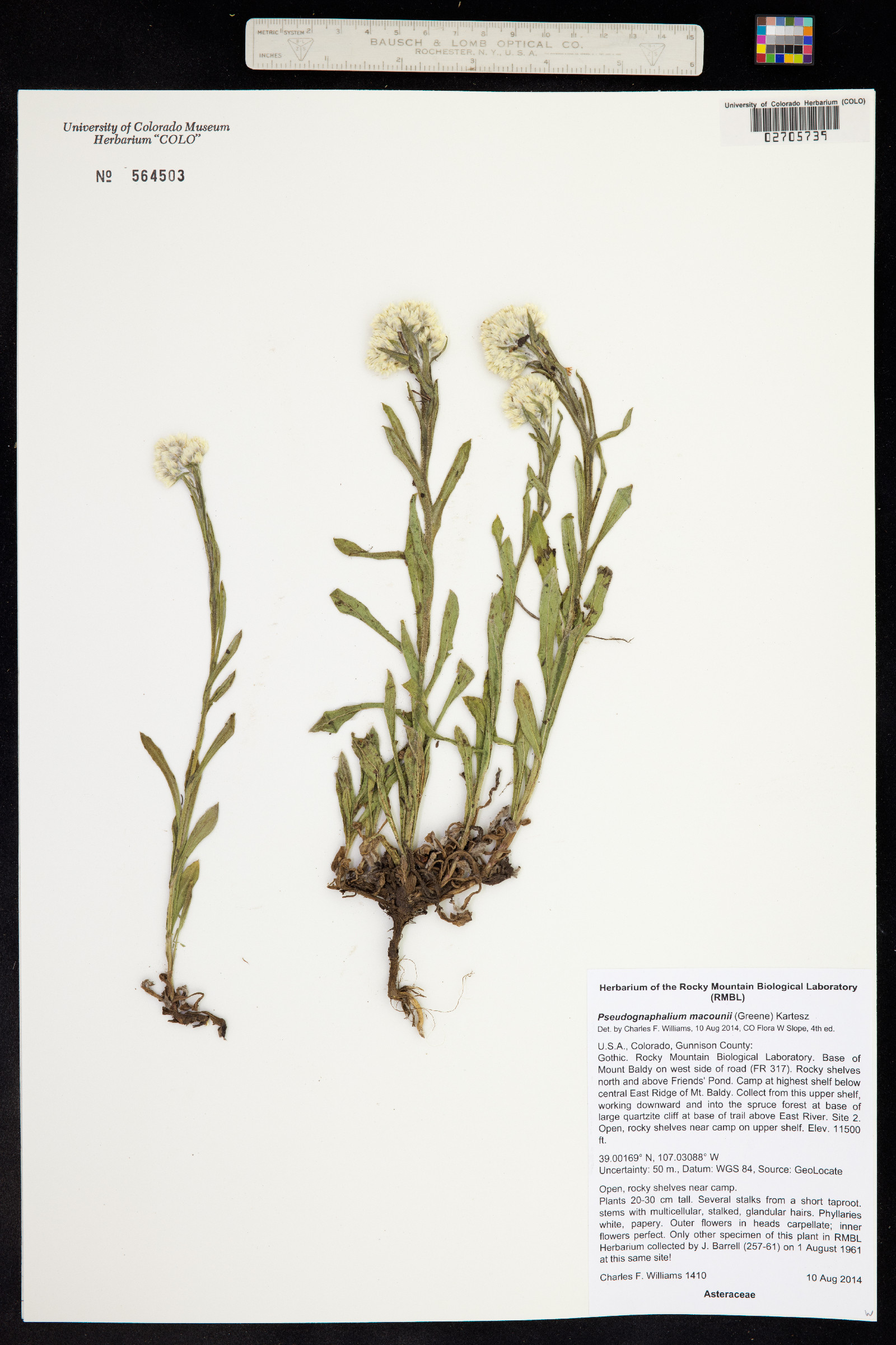 Pseudognaphalium macounii image