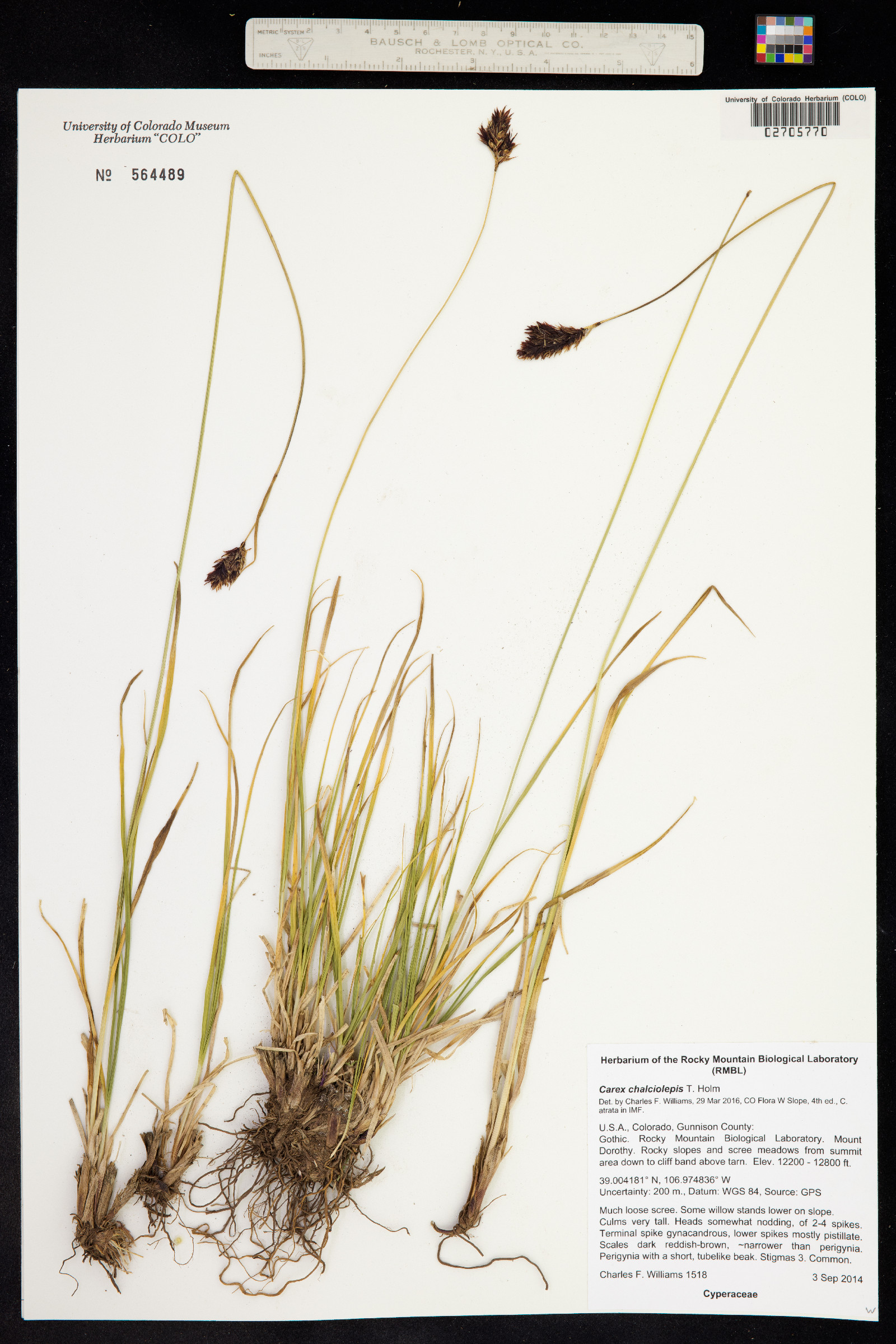 Carex chalciolepis image