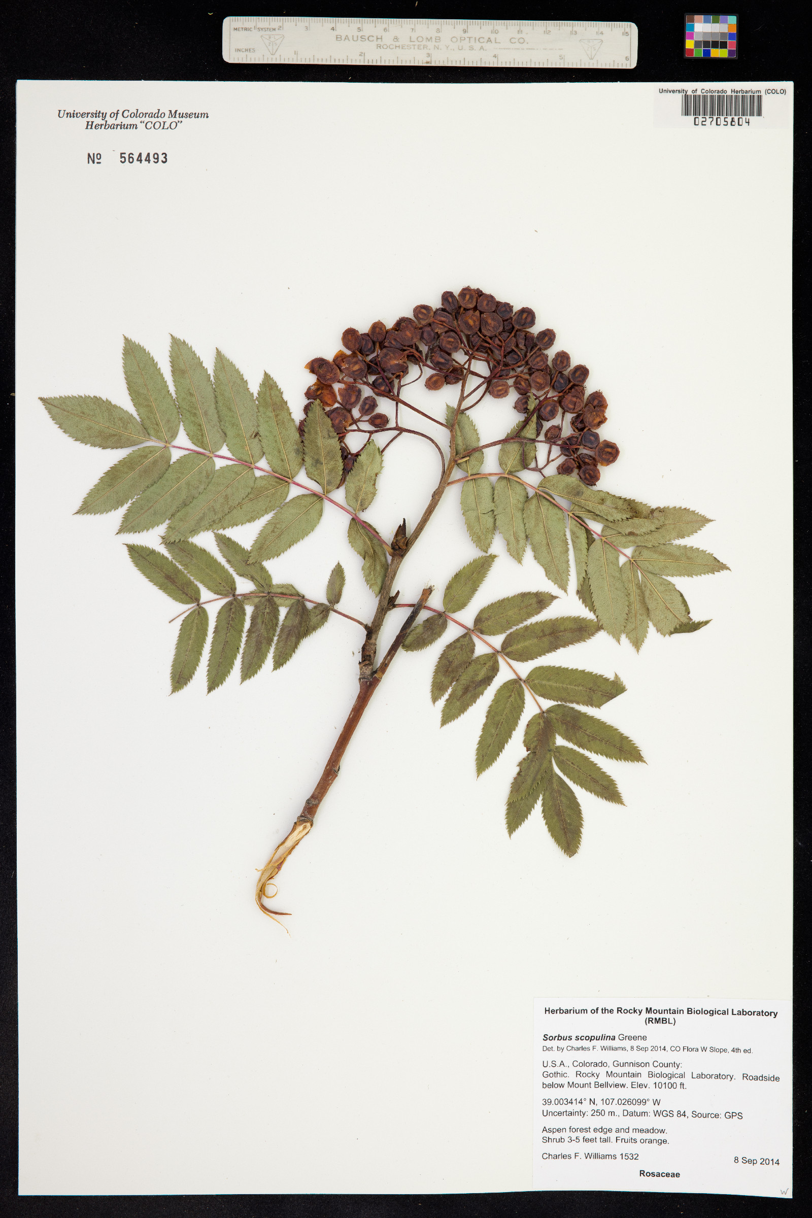 Sorbus scopulina image