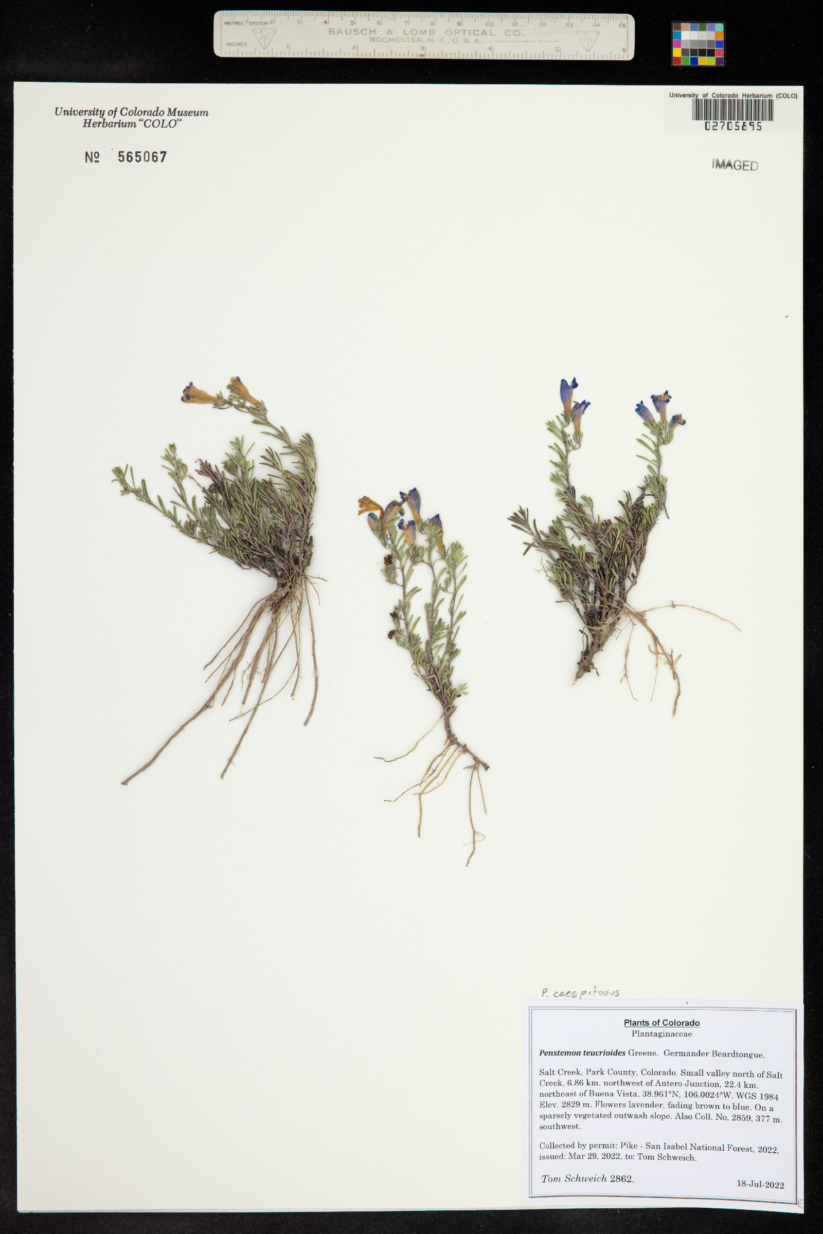 Penstemon caespitosus image