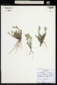 Penstemon caespitosus image