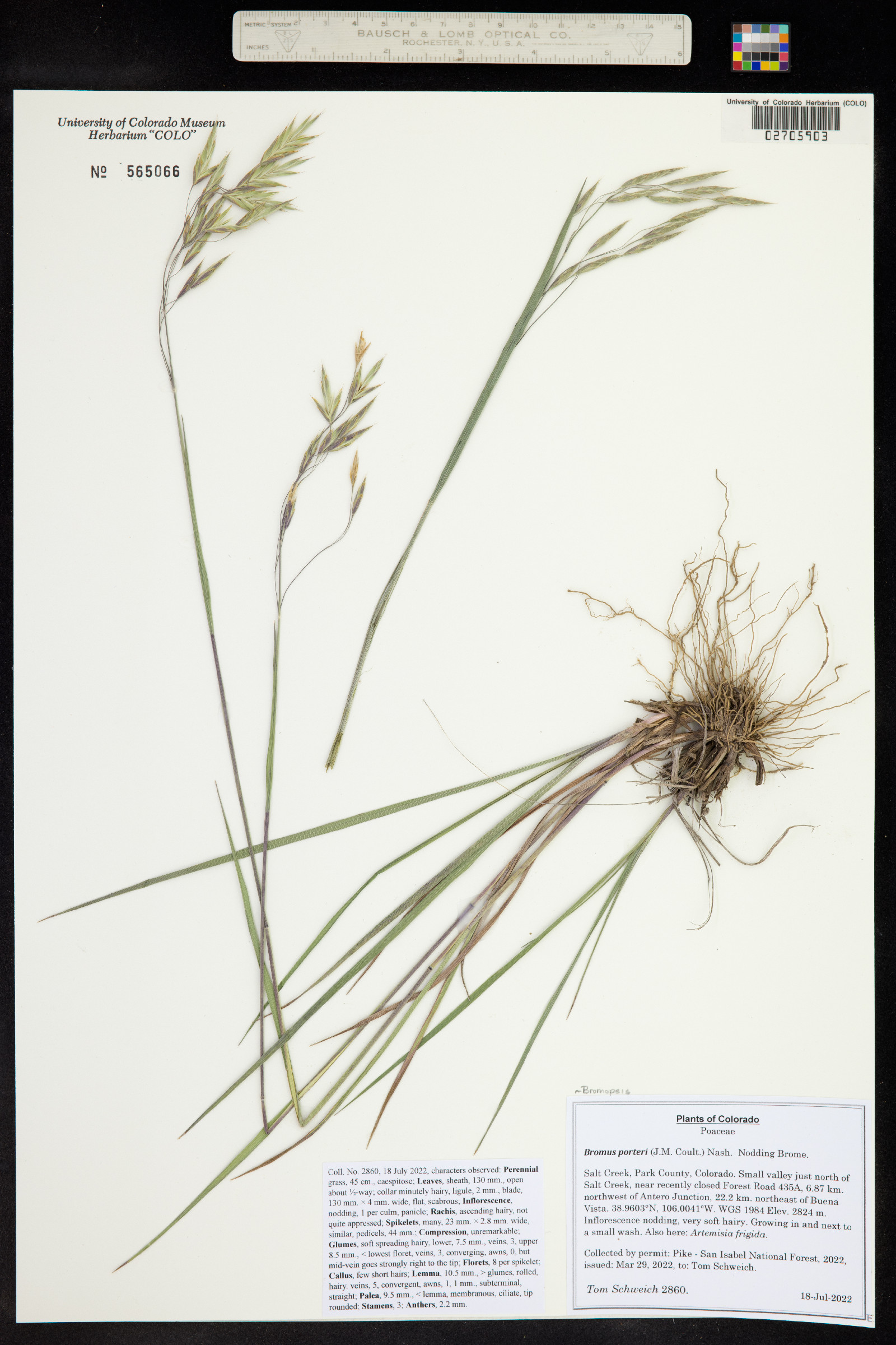 Bromus porteri image