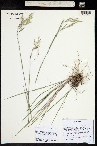 Bromus porteri image