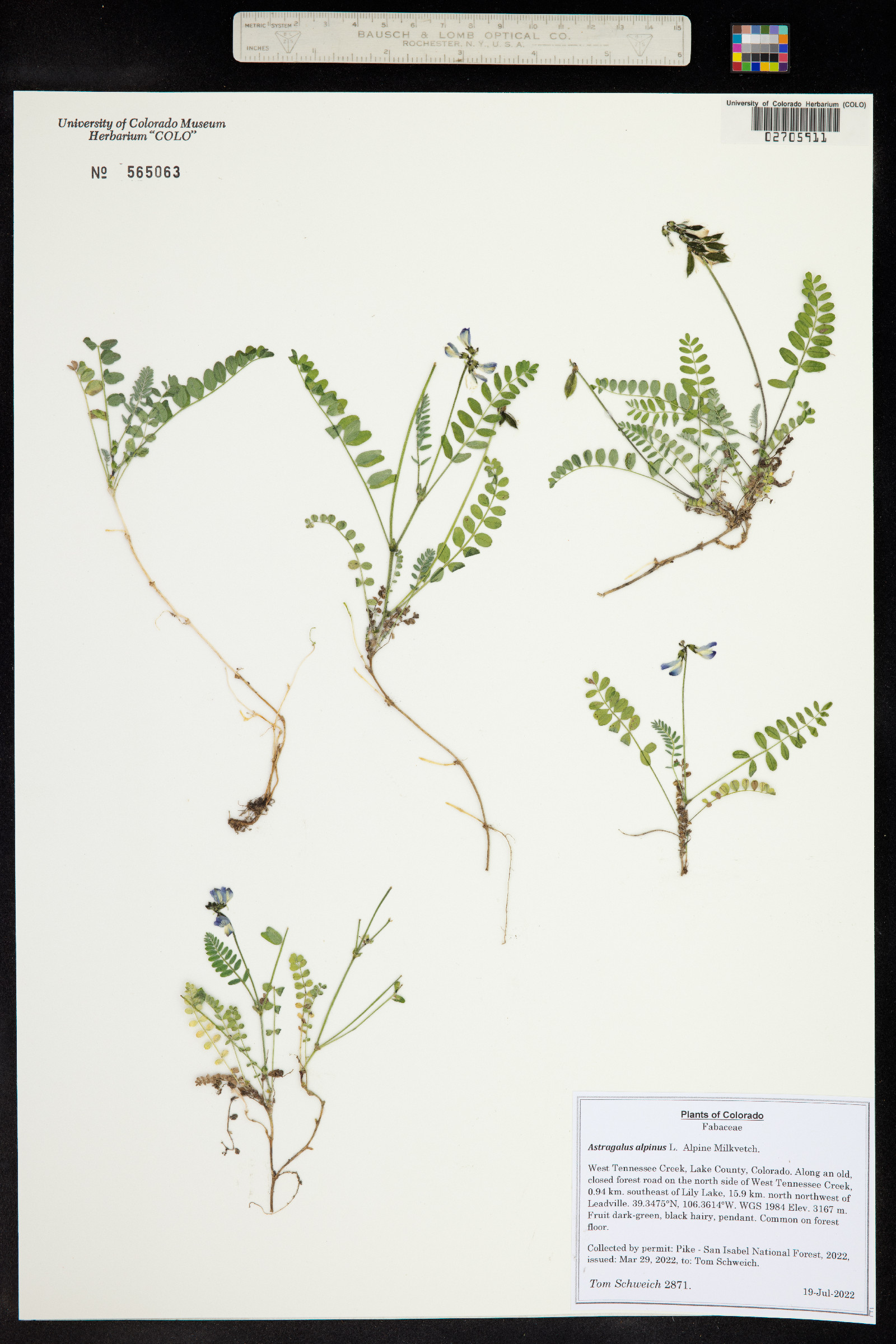 Astragalus alpinus image