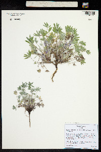 Lupinus lepidus subsp. caespitosus image