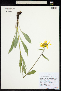 Helianthella quinquenervis image