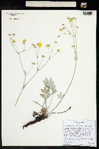 Potentilla hippiana image