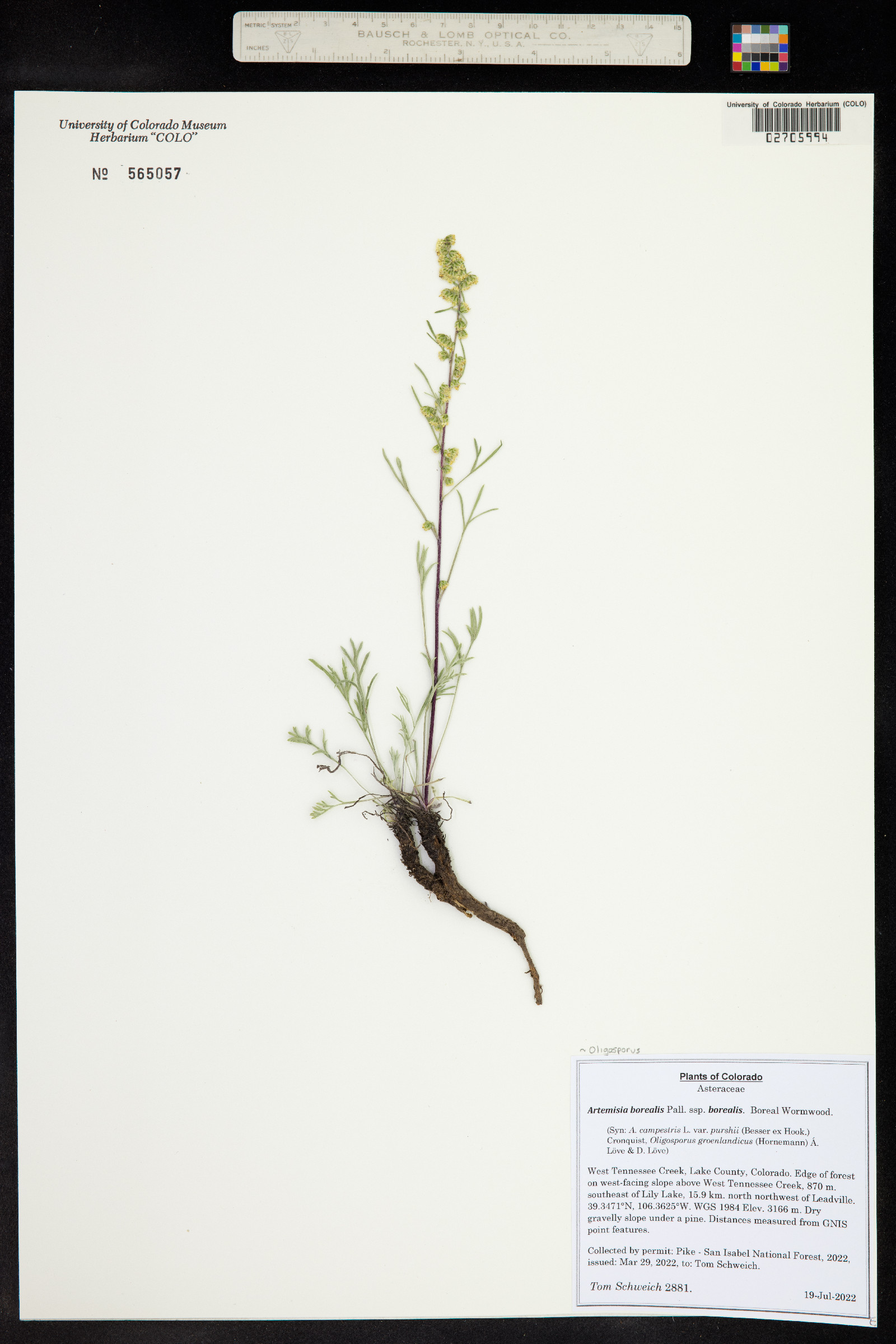 Oligosporus groenlandicus image