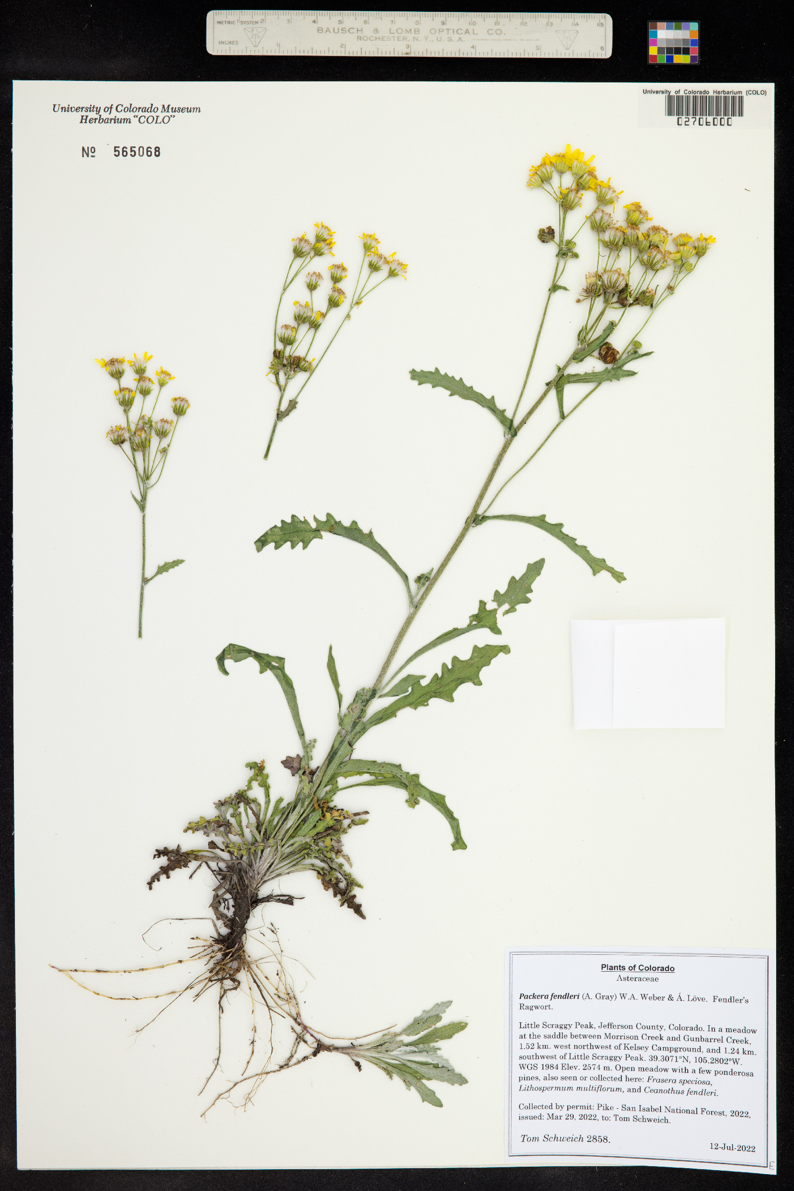 Packera fendleri image