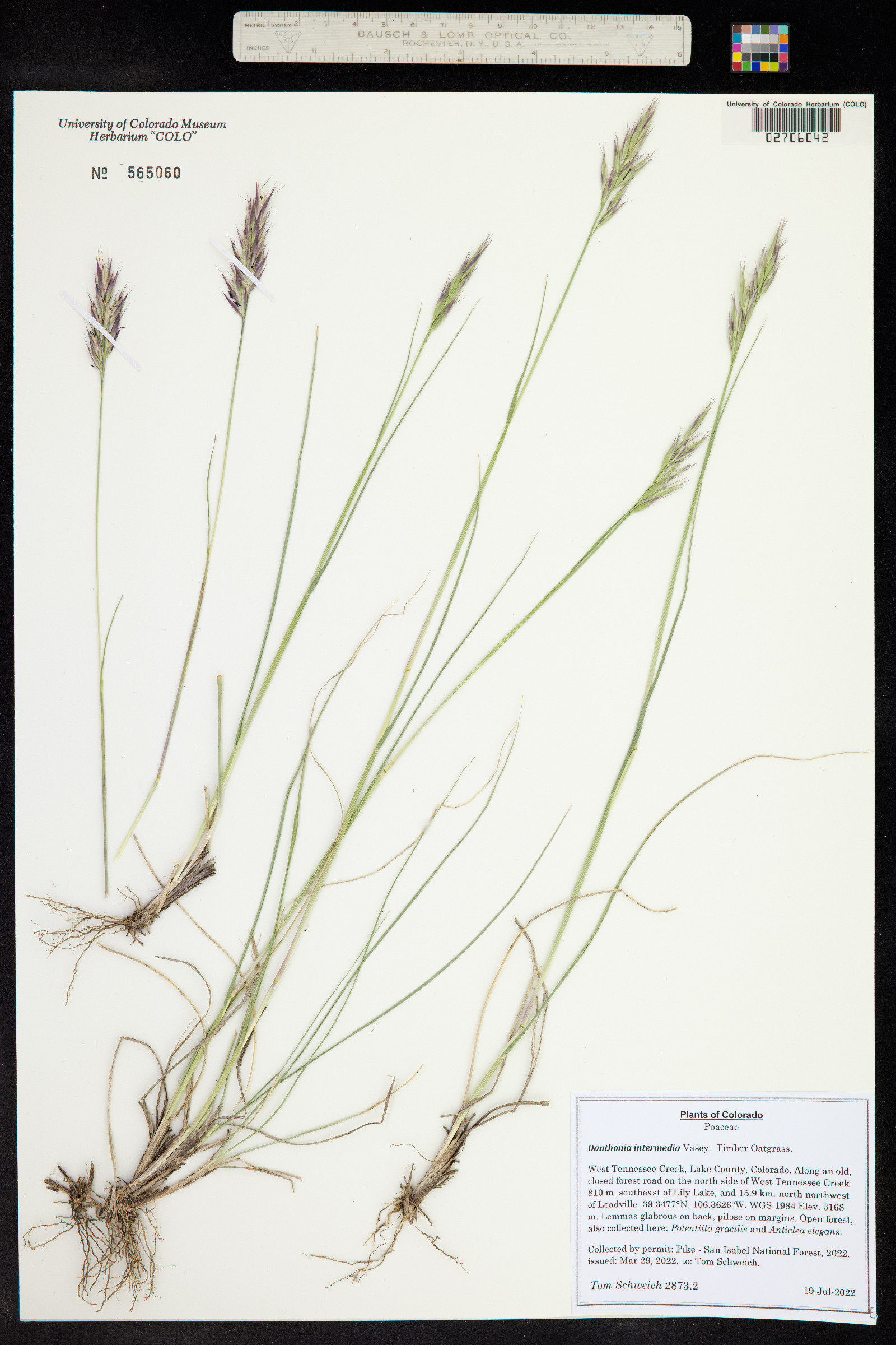 Danthonia intermedia image