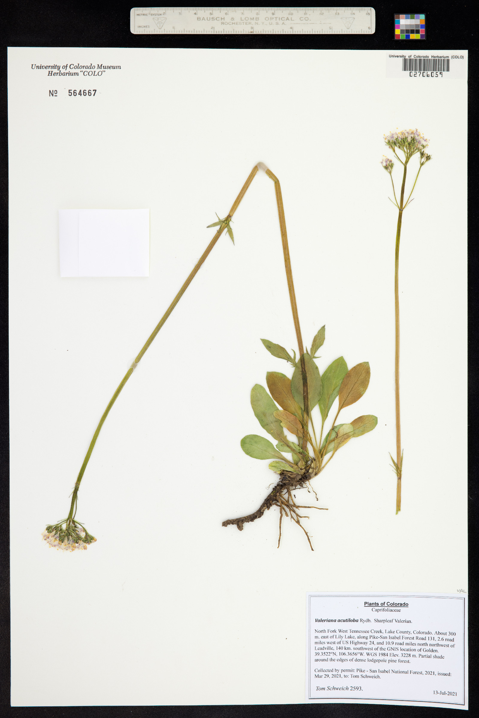 Valeriana capitata image