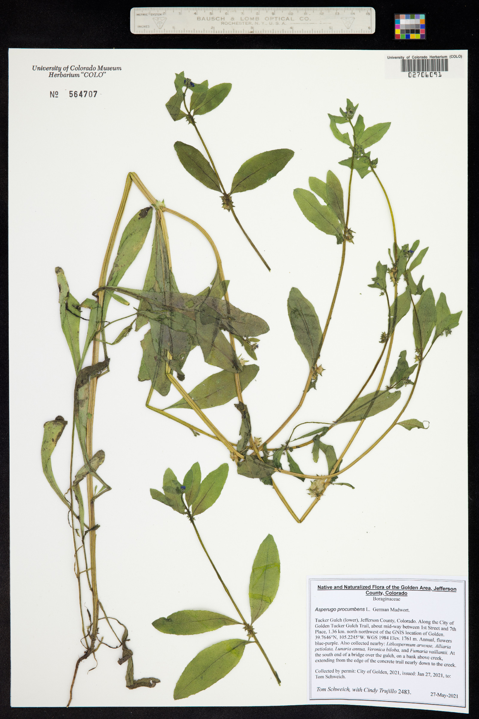 Asperugo procumbens image