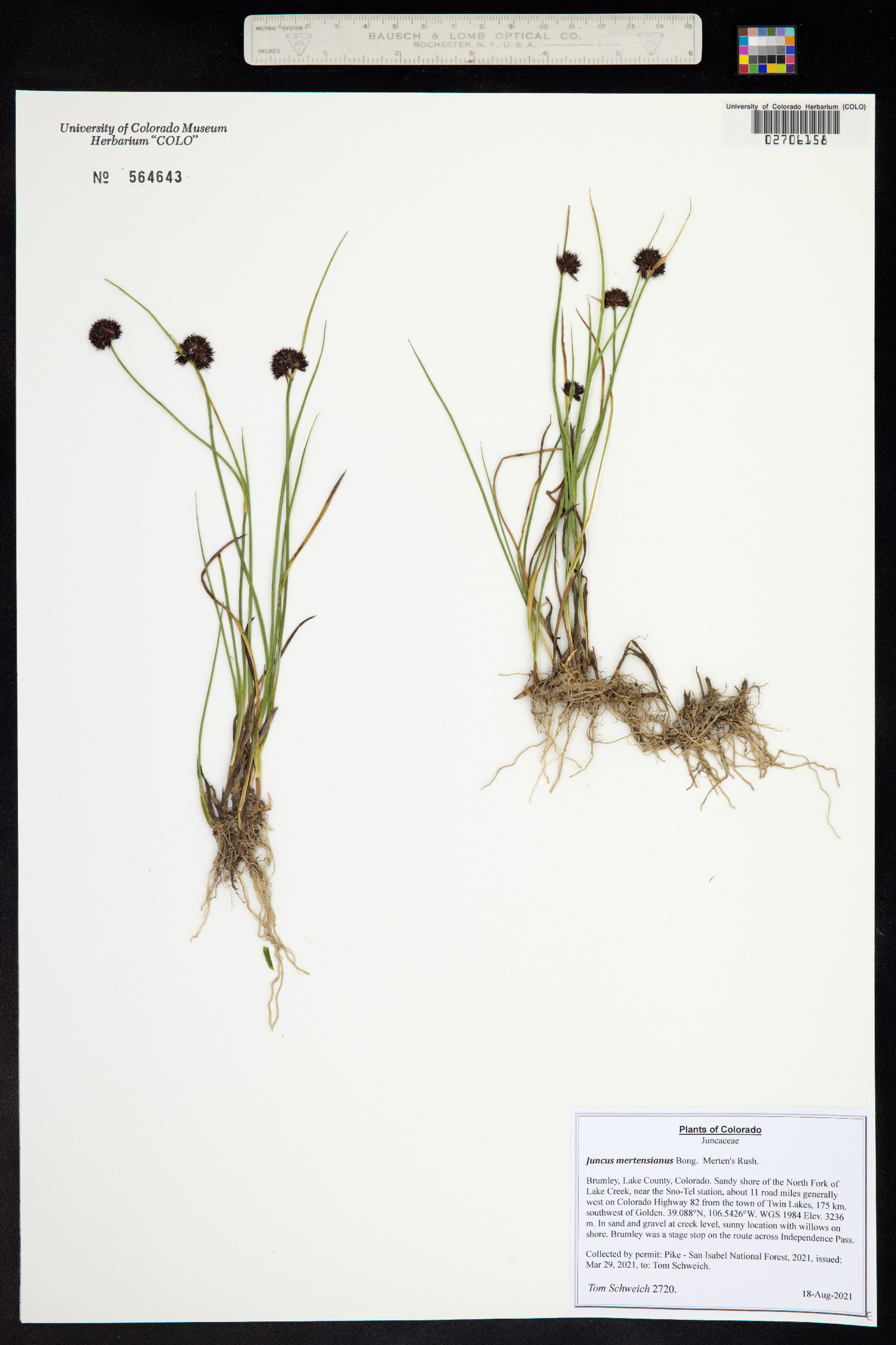 Juncus mertensianus image