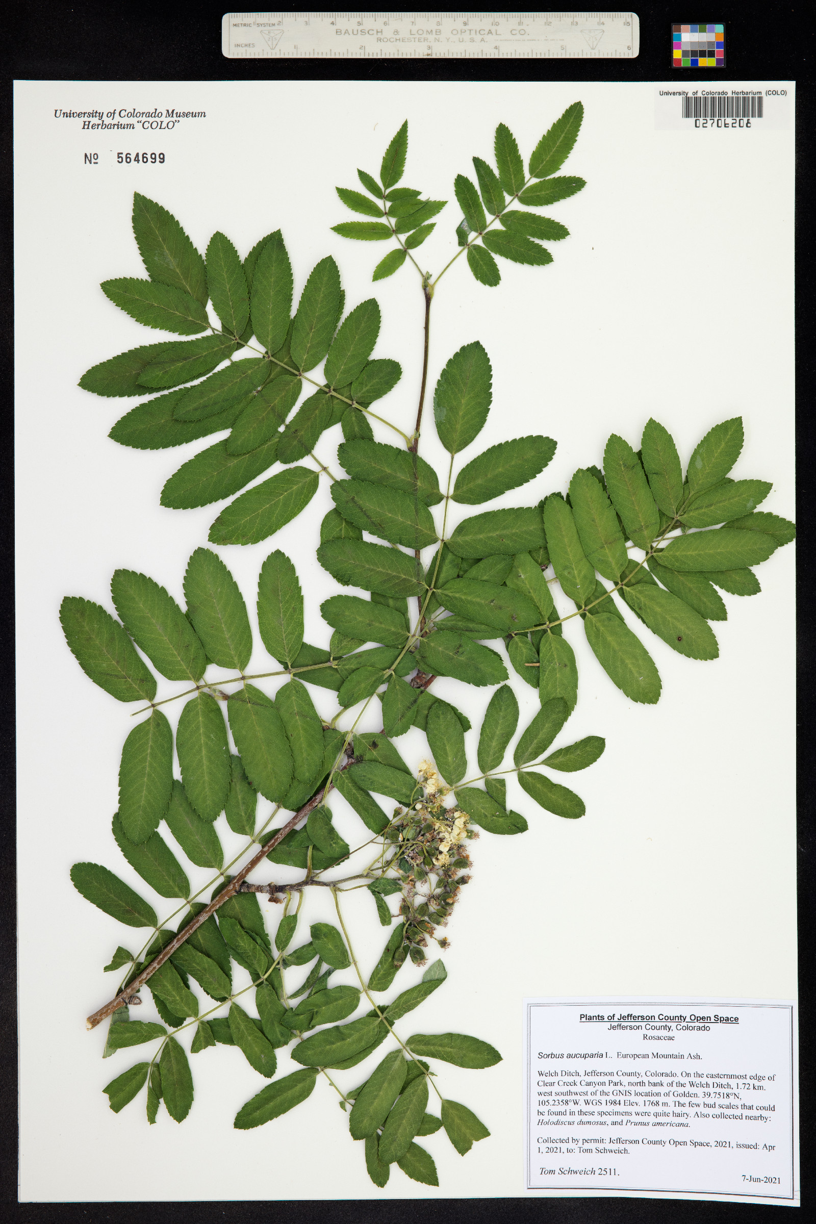 Sorbus aucuparia image