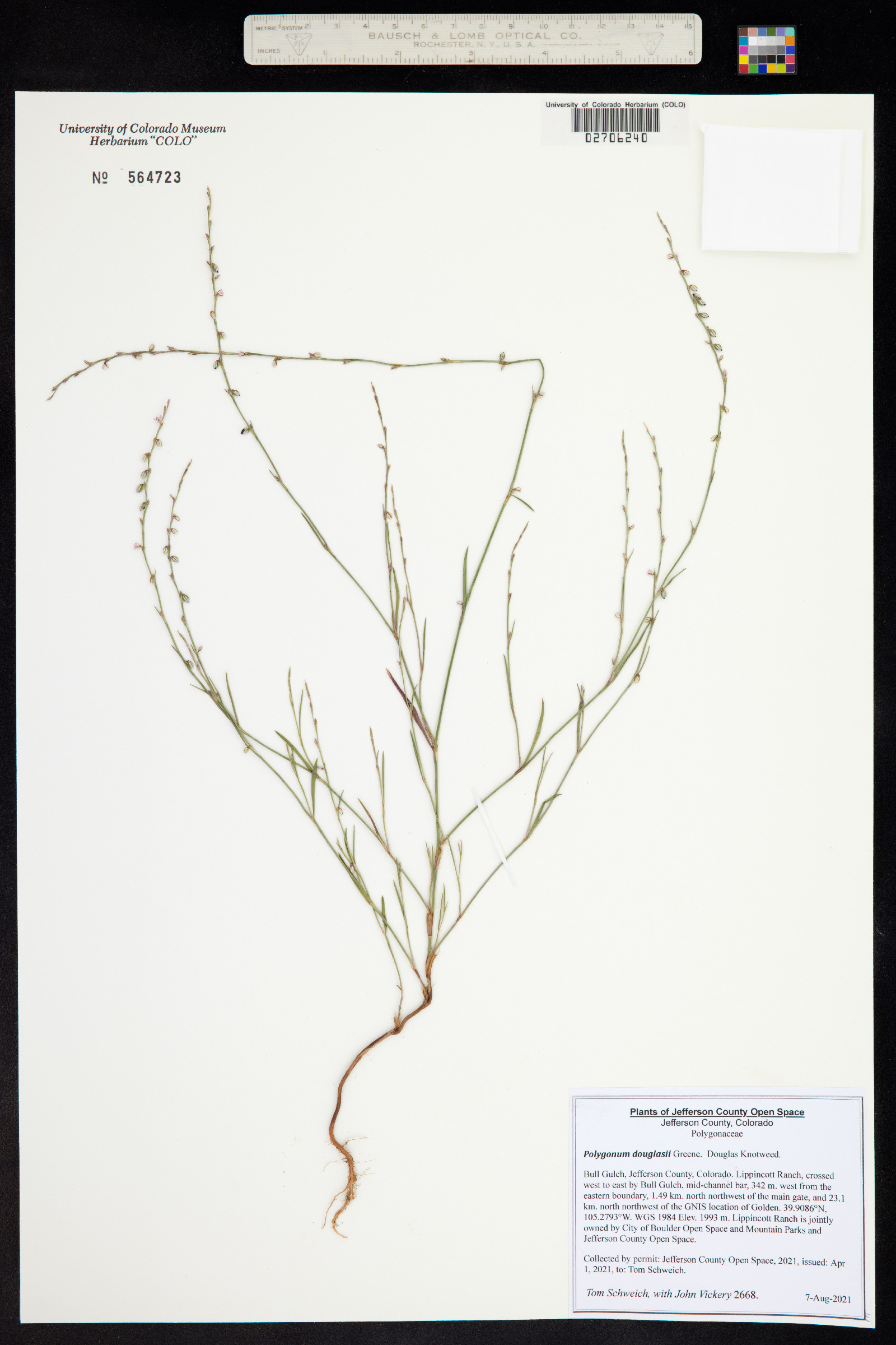 Polygonum douglasii image