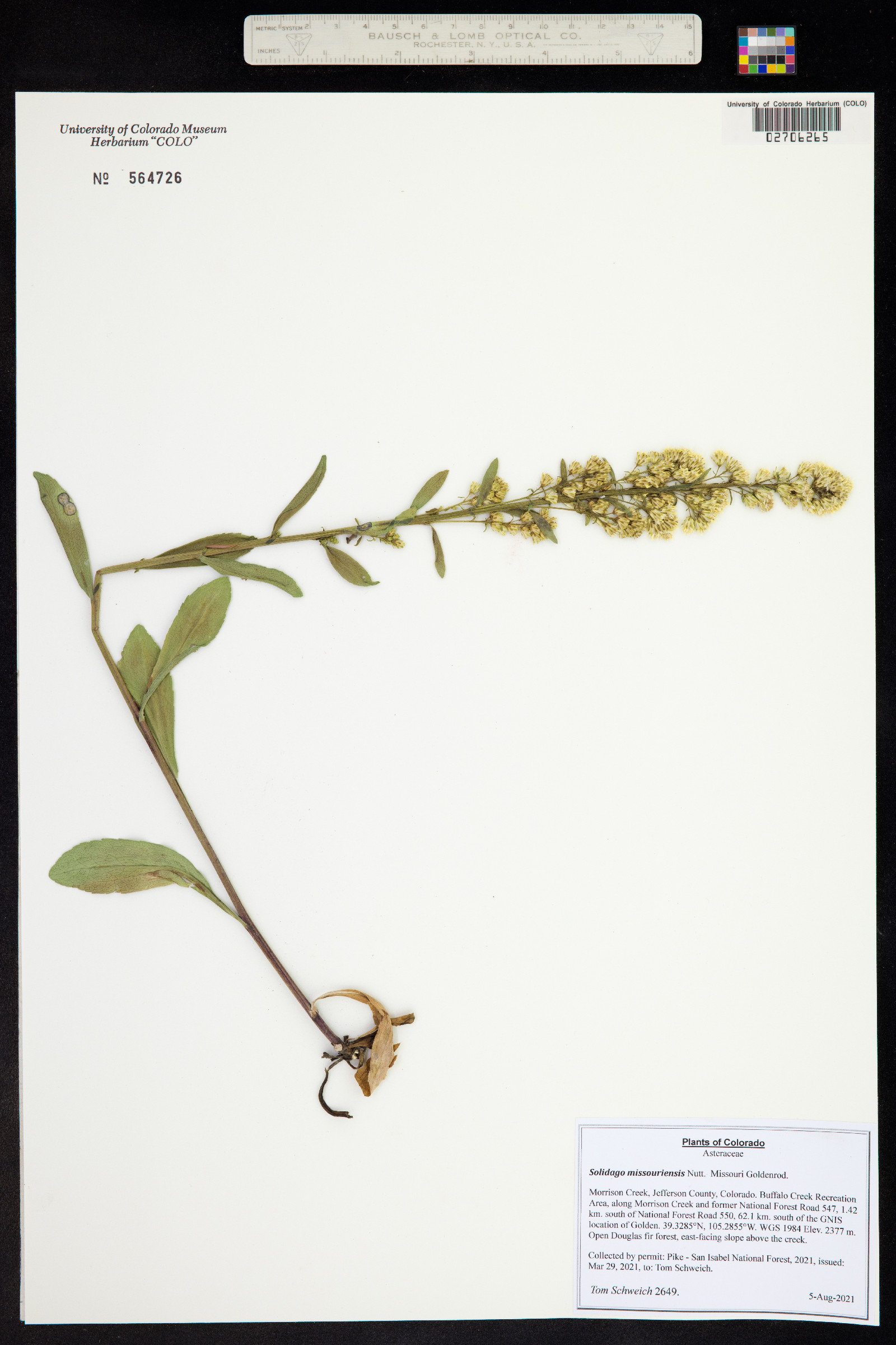 Solidago missouriensis image