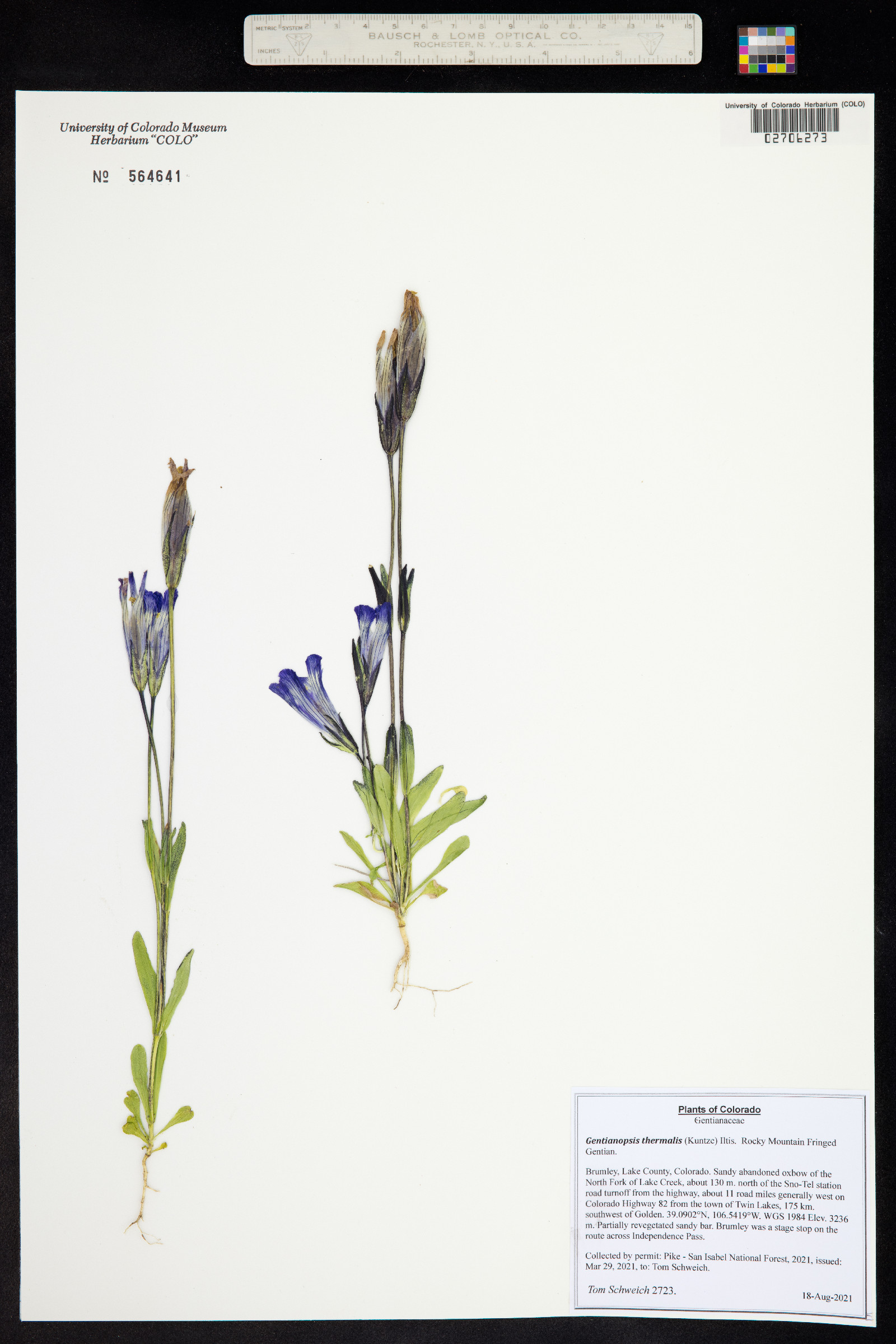 Gentianopsis thermalis image