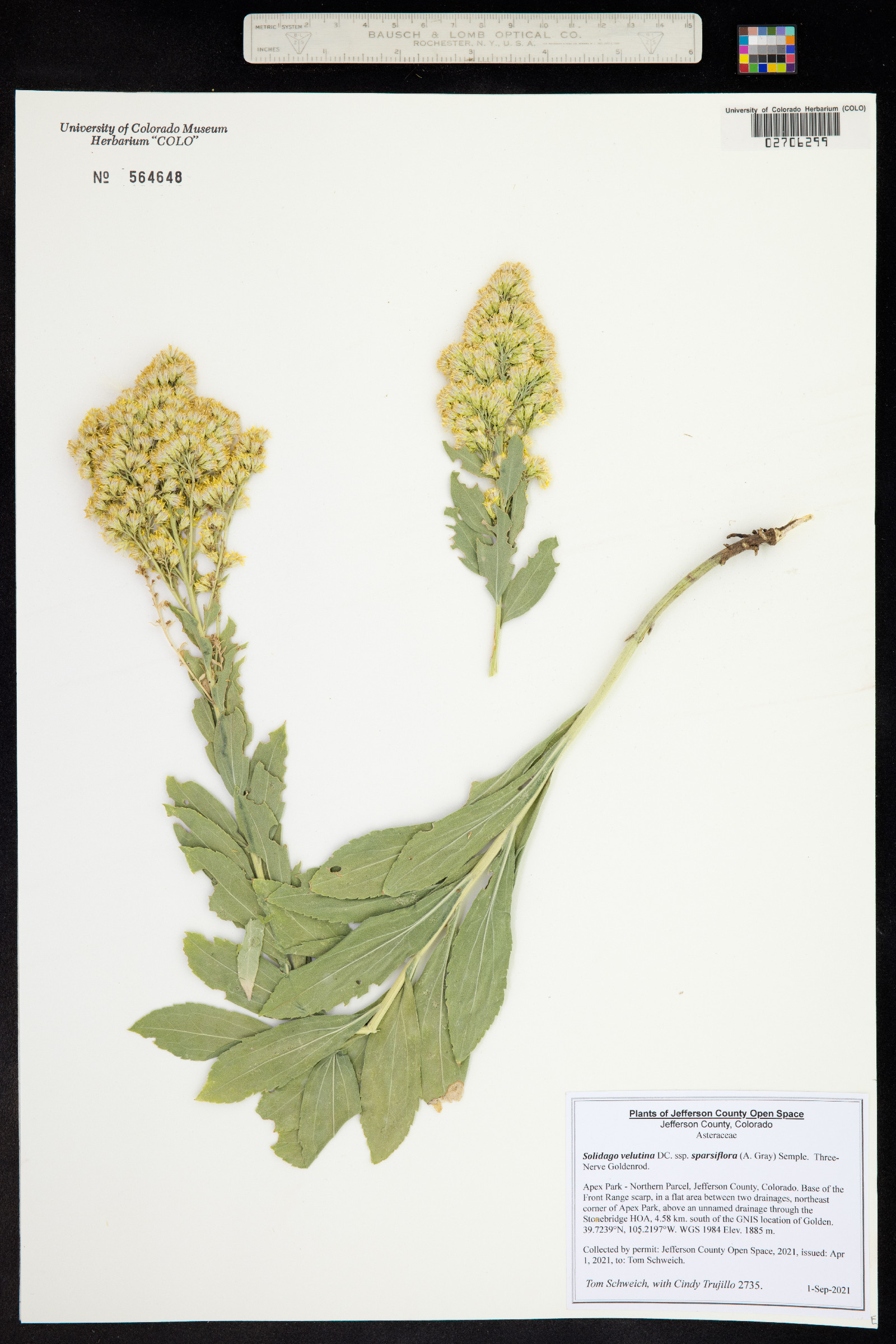 Solidago velutina image