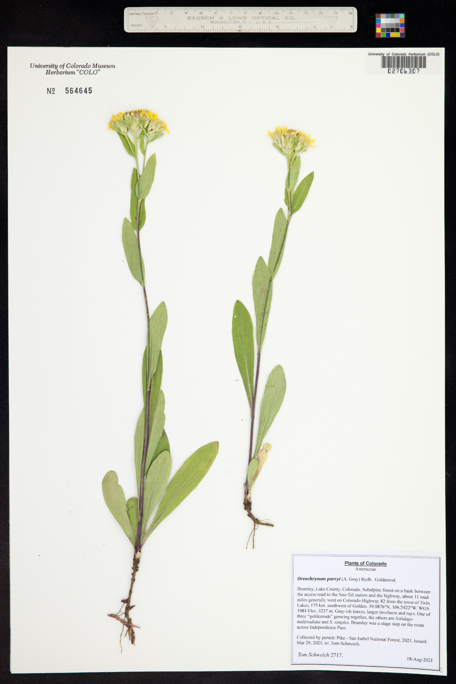 Oreochrysum parryi image