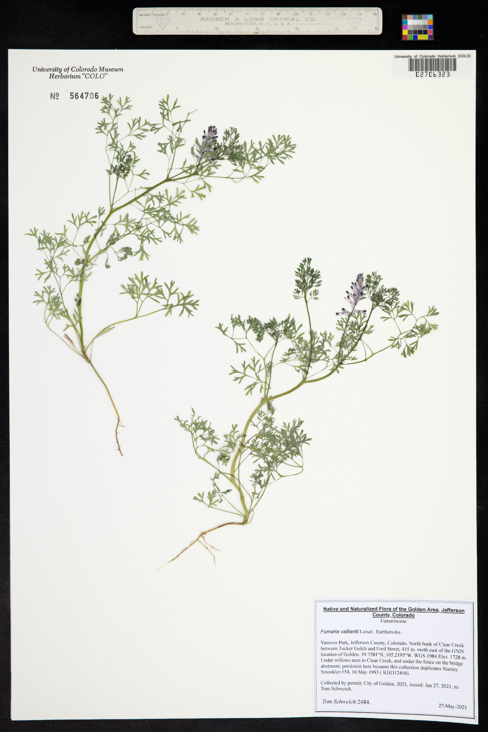 Fumaria vaillantii image